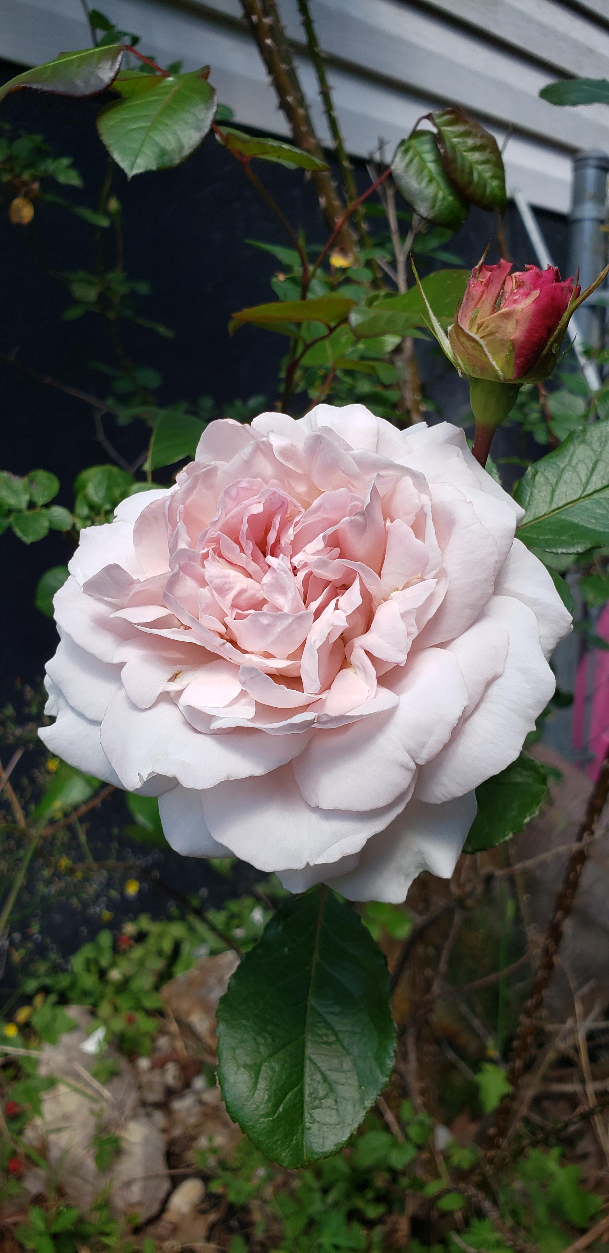 A floribunda rose I got from walmart r/Roses