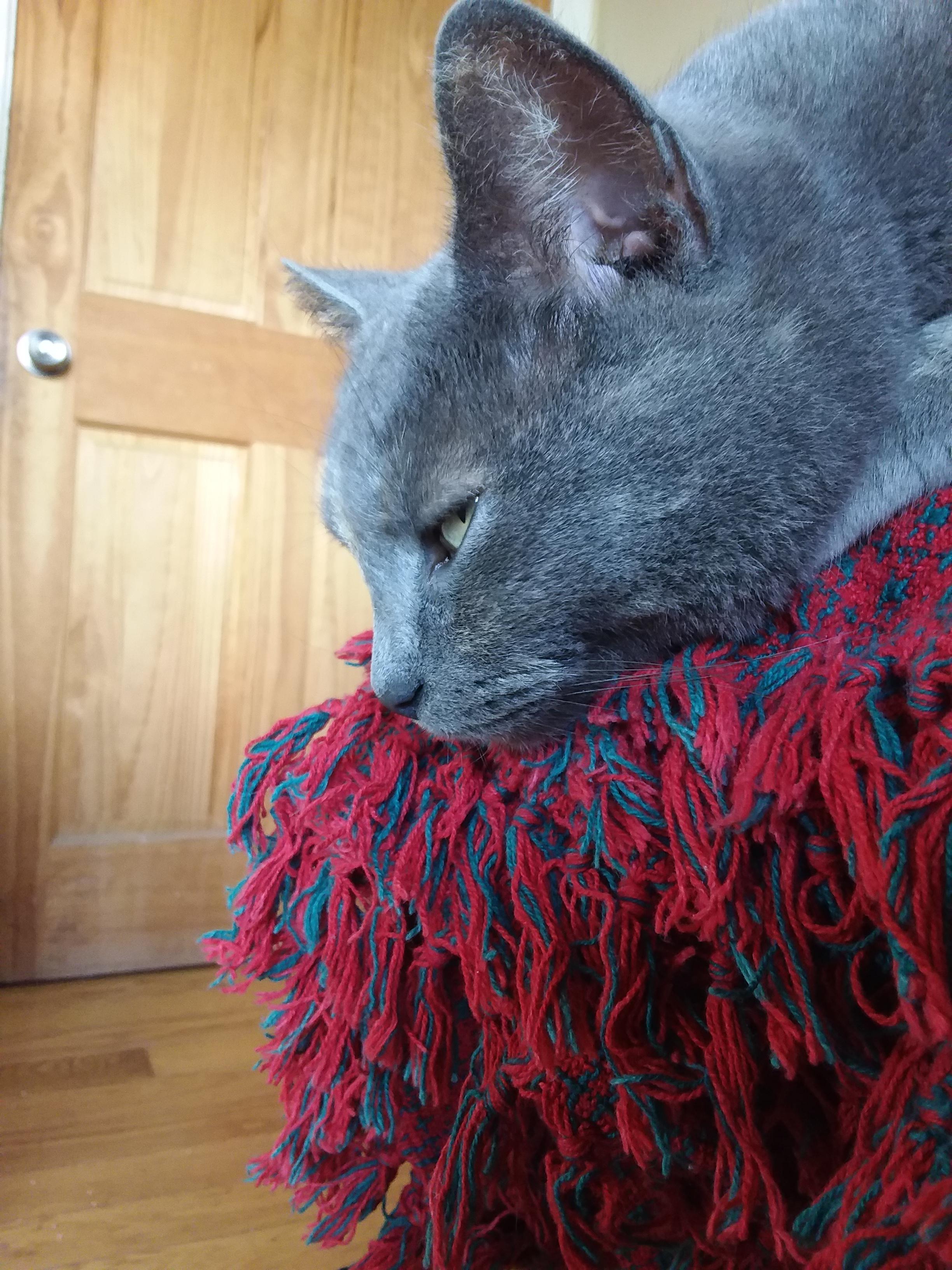 Sleepy Cat r/Bentleytheraccoon