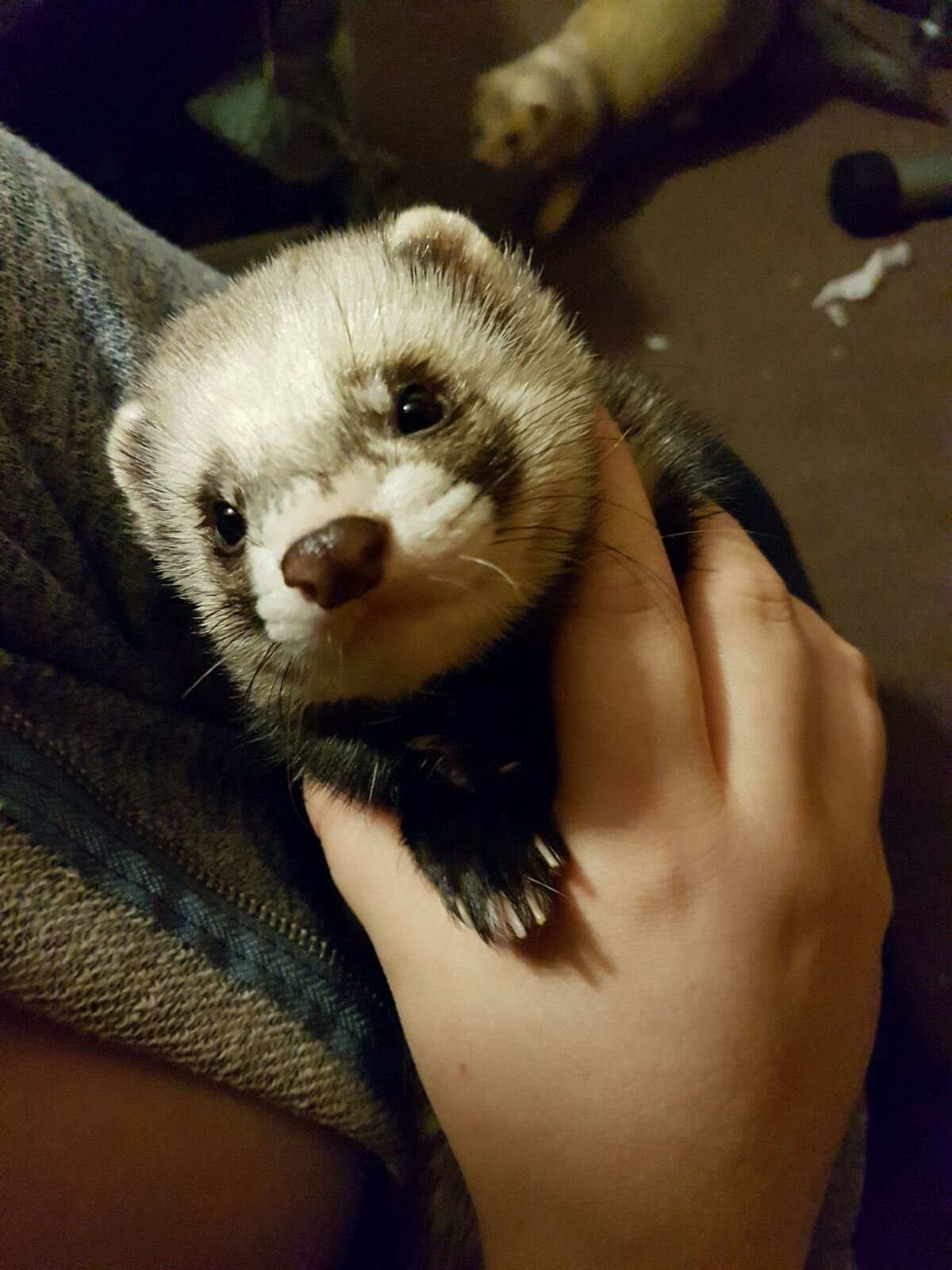 Has anyone got any ideas on how to remove plaque on teeth for my ferret