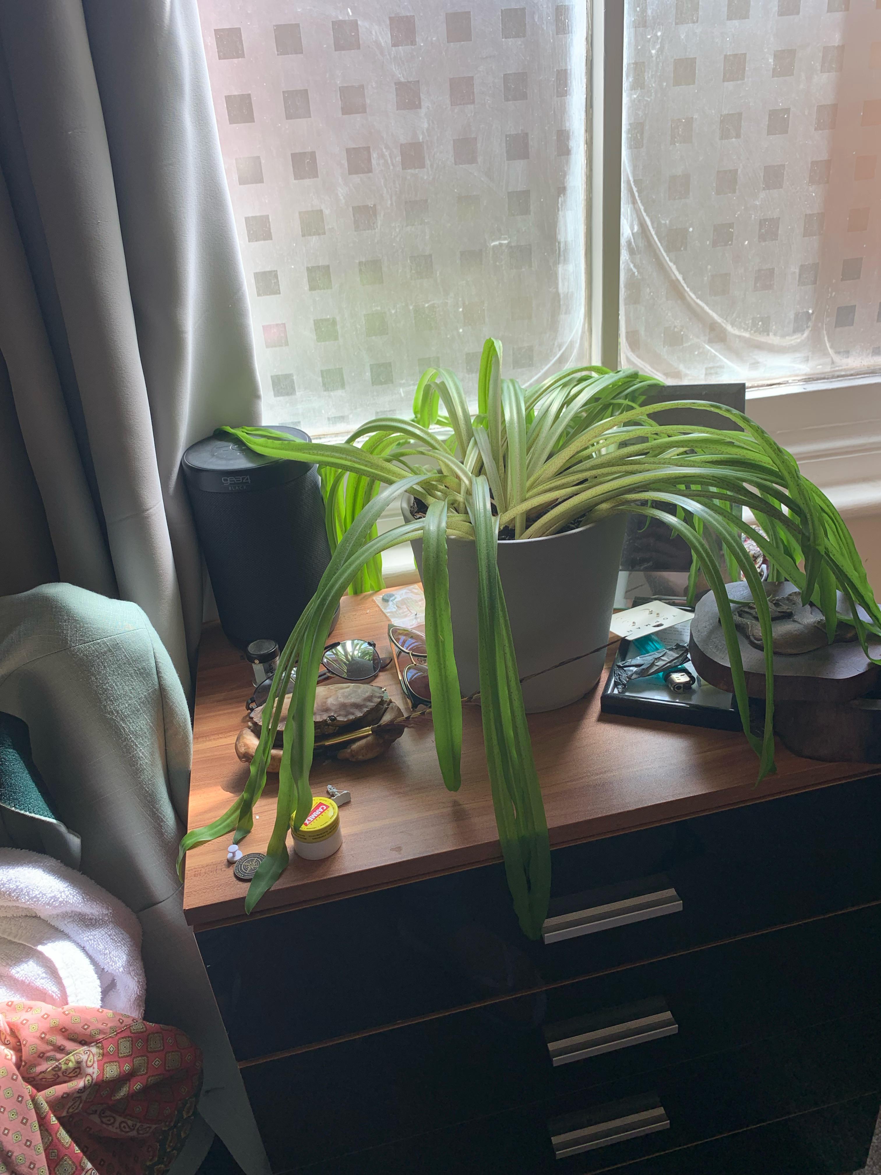 Why is my plant so sad? I don’t know what’s up with it. r/plantclinic