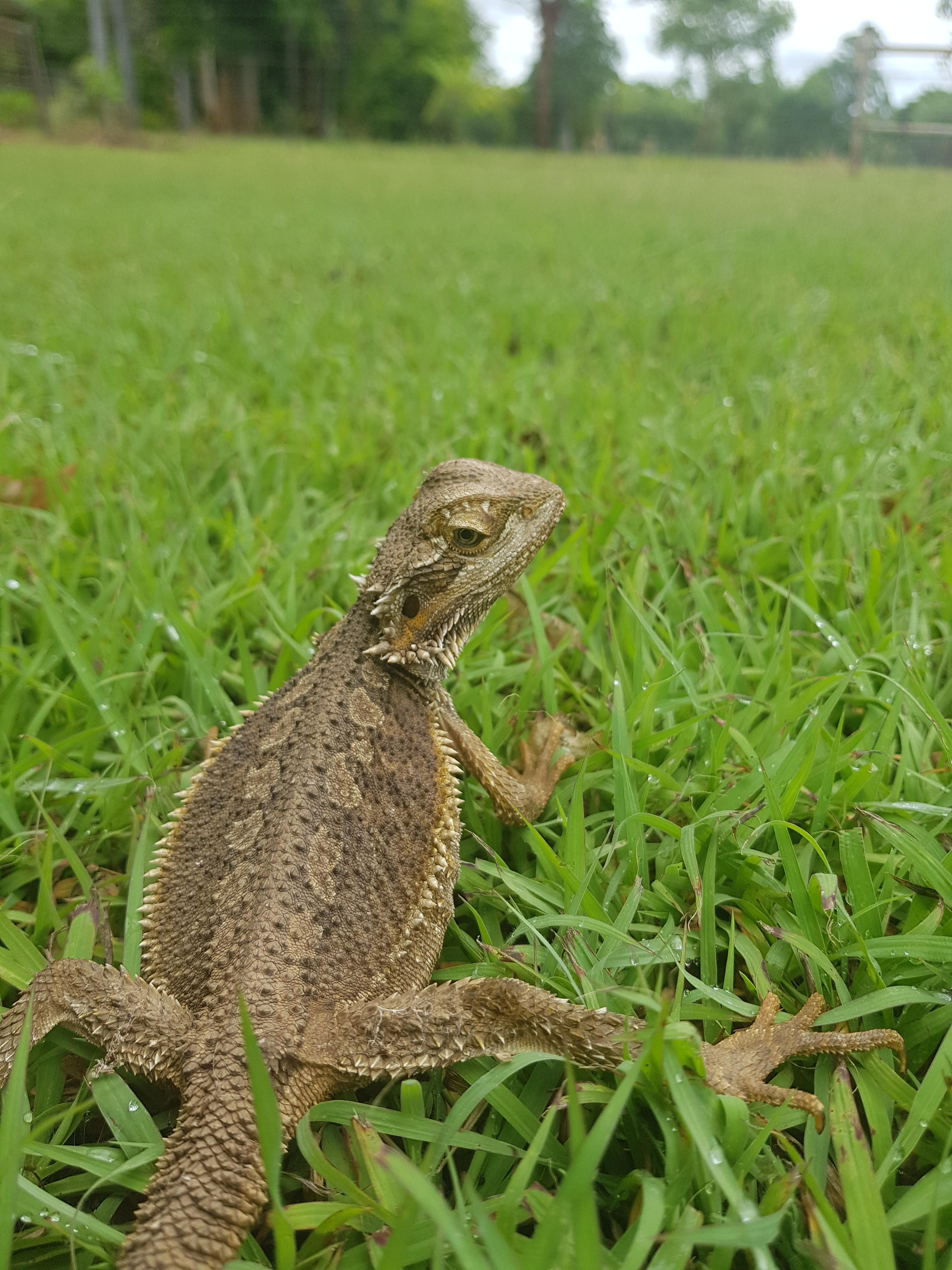 Bruce creates a pygmy beard dragon Beard Dragons