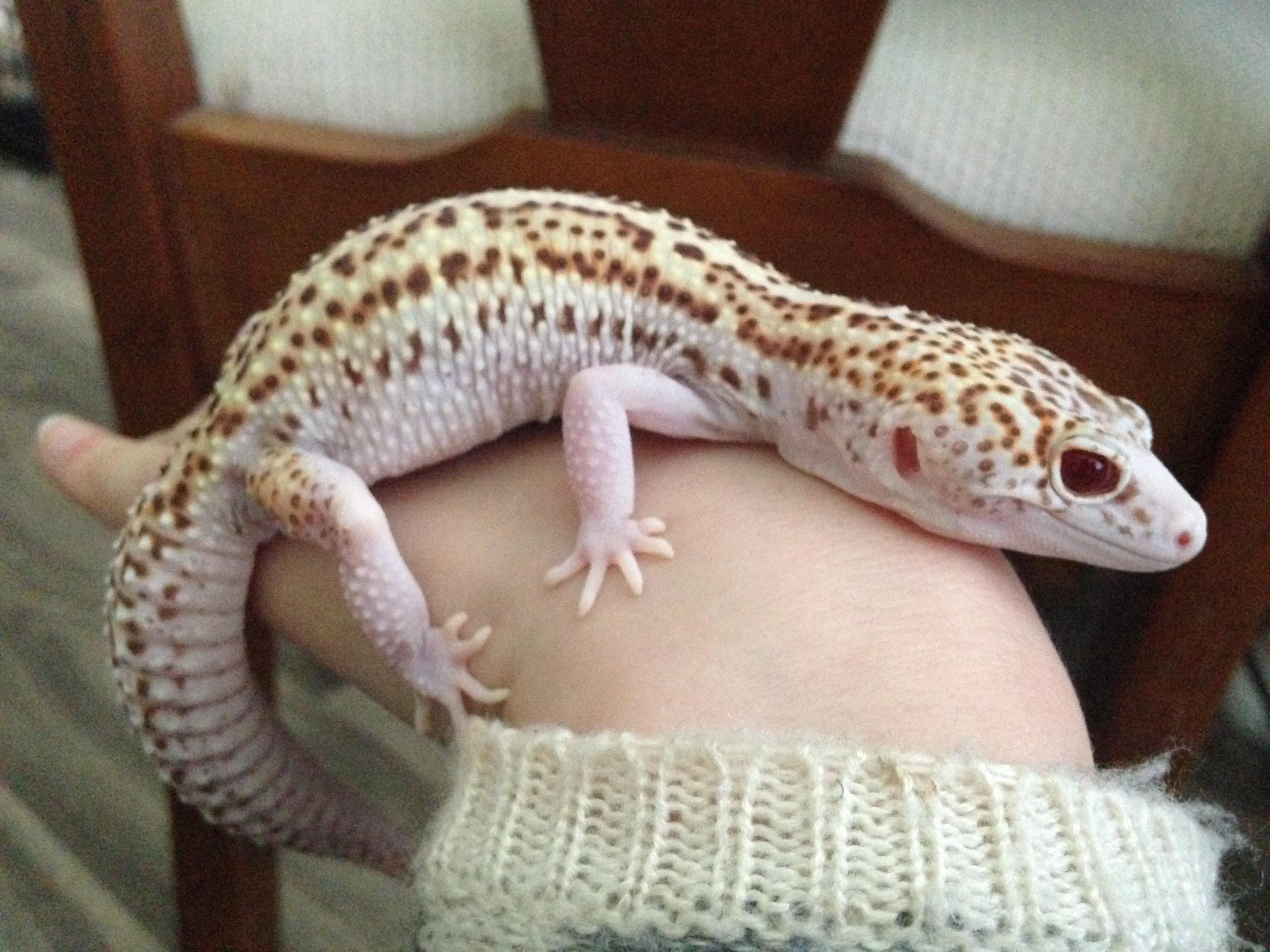 Blind Leopard Gecko BLINDS