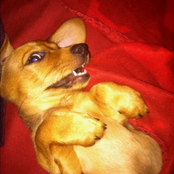 Smiling Dog funny