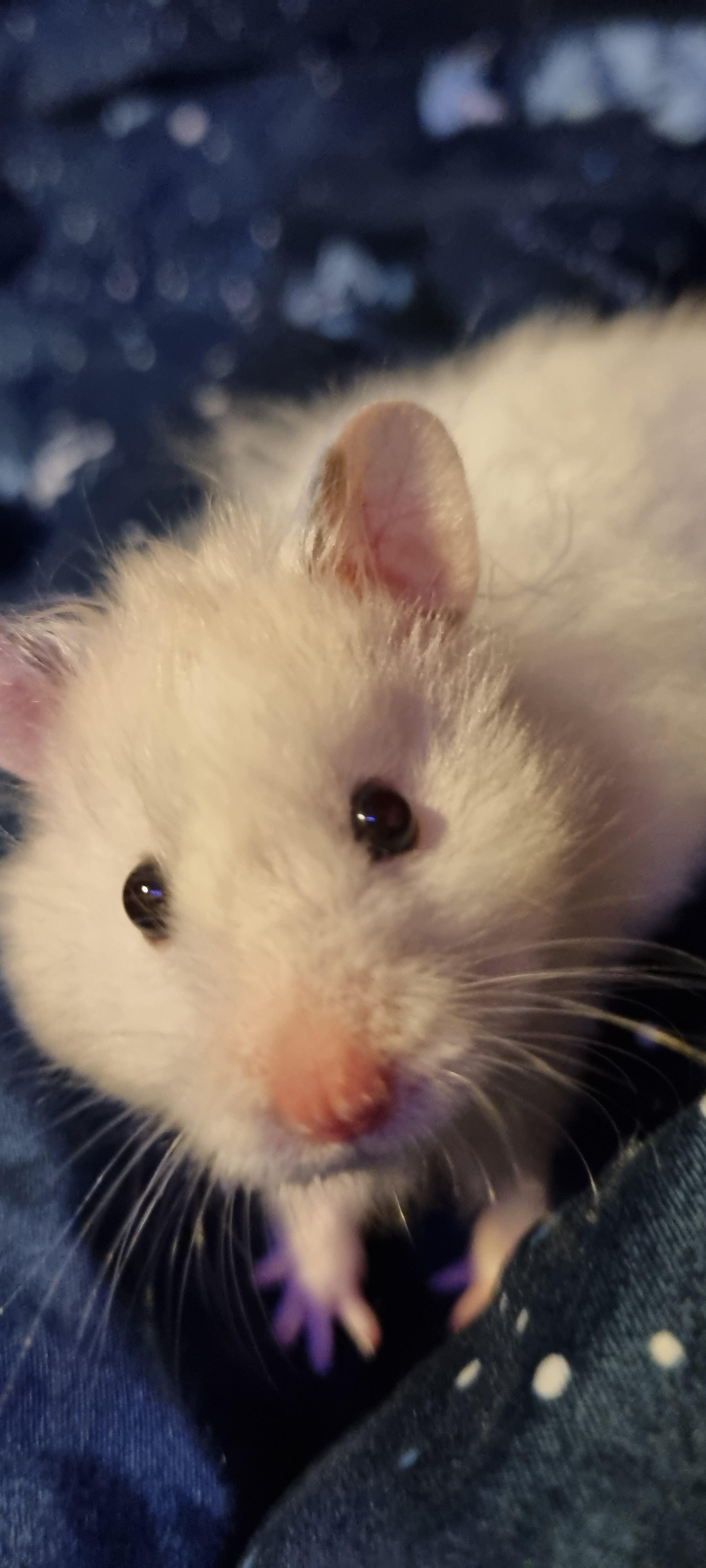Moss investigating my phone makes for good photos r/hamsters