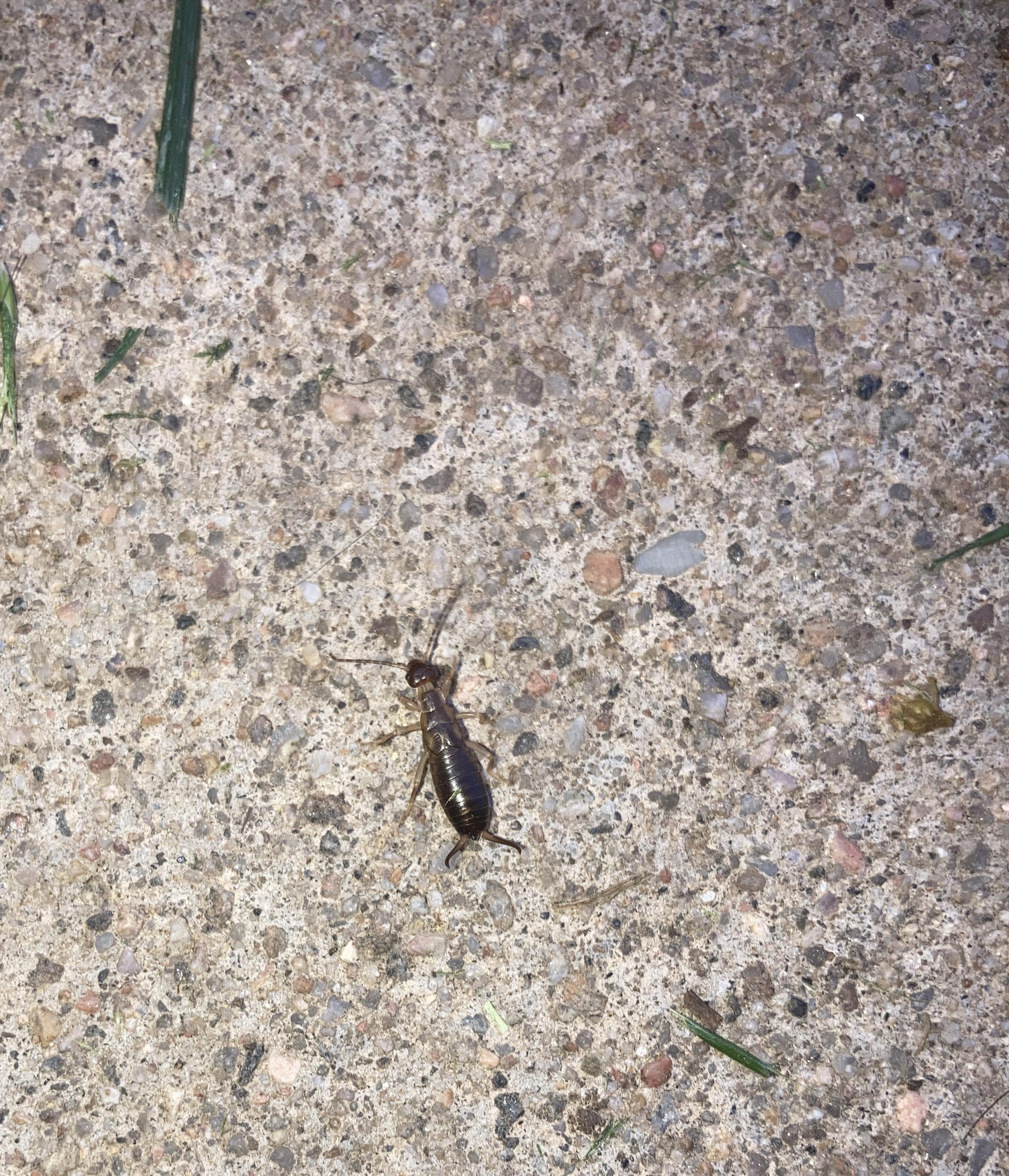 What type of bug is this? Termites? Denver, CO r/Home