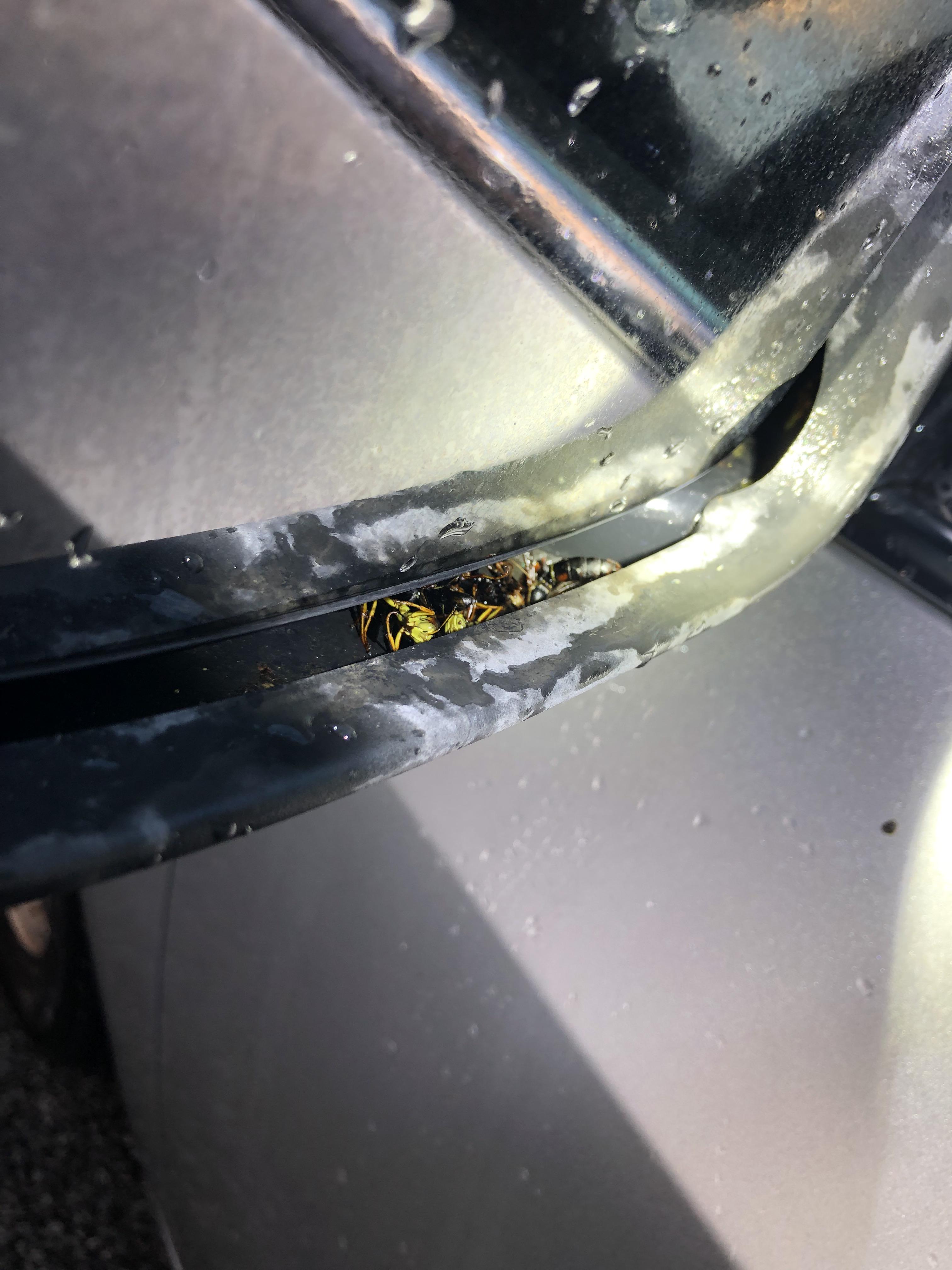 Wasps that were nesting behind my car door mirror. r/oddlyterrifying