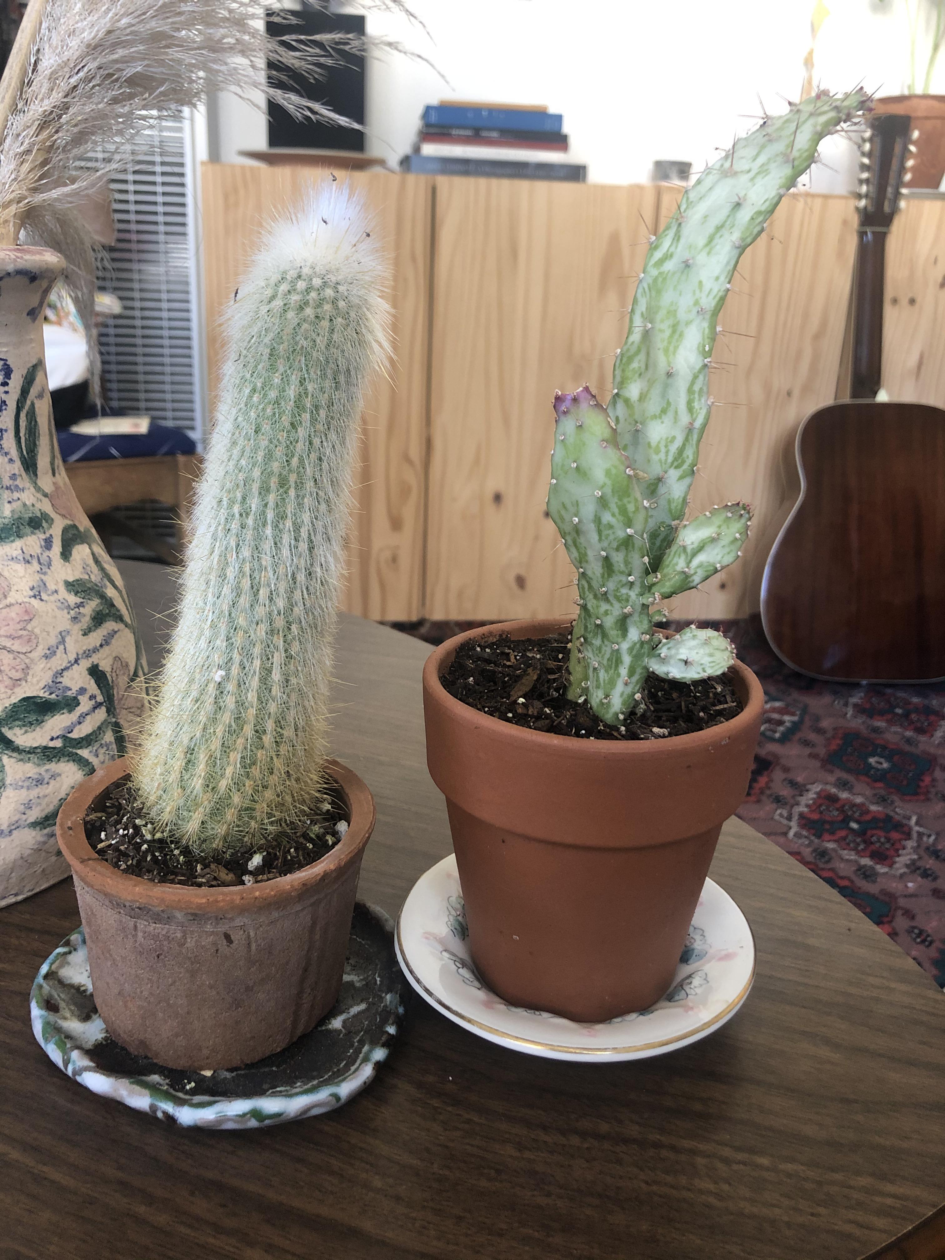 New cacti from Los Osos Valley Nursery! They have an amazing selection. What are your favorite