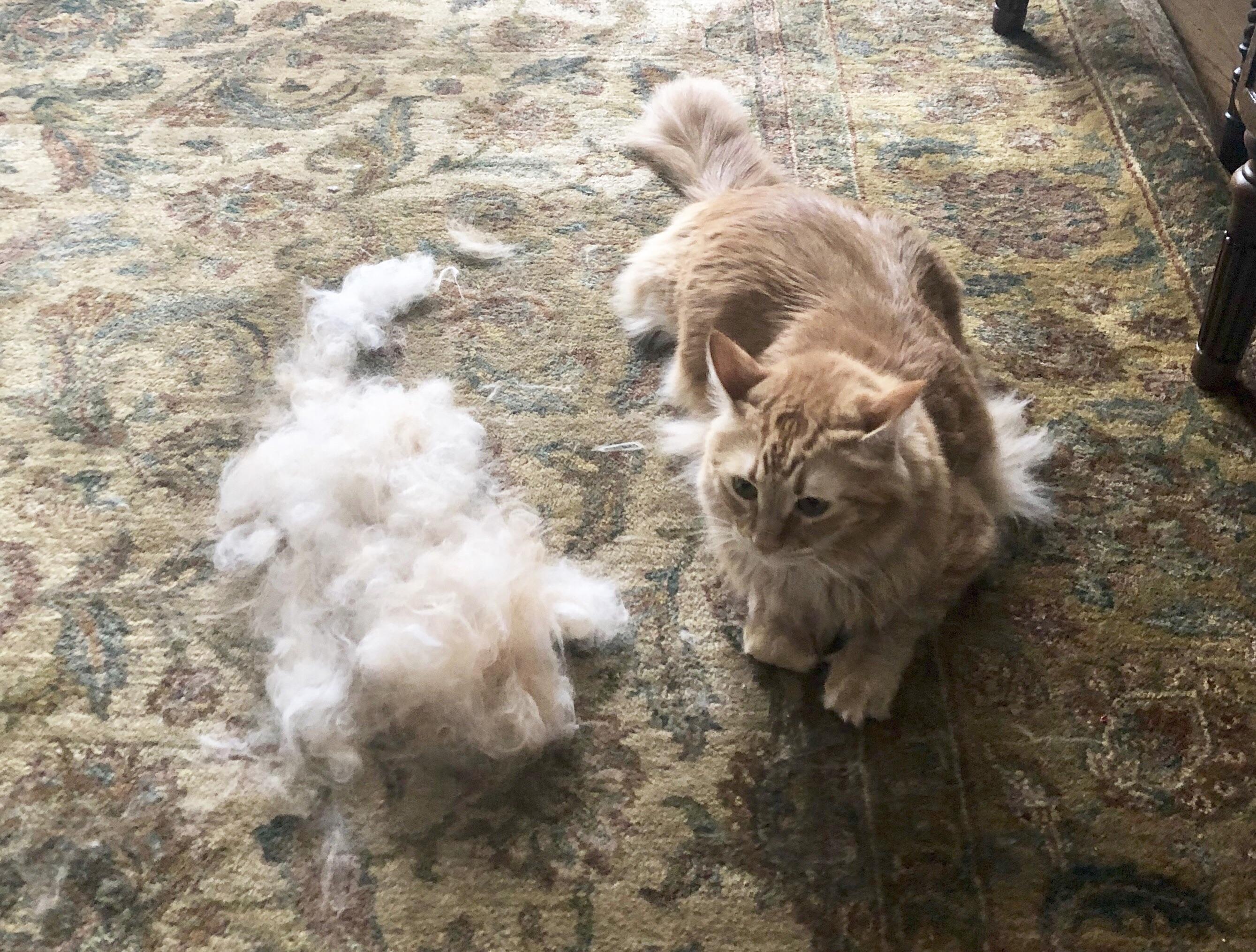 We got another cat out of the furminator! r/aww