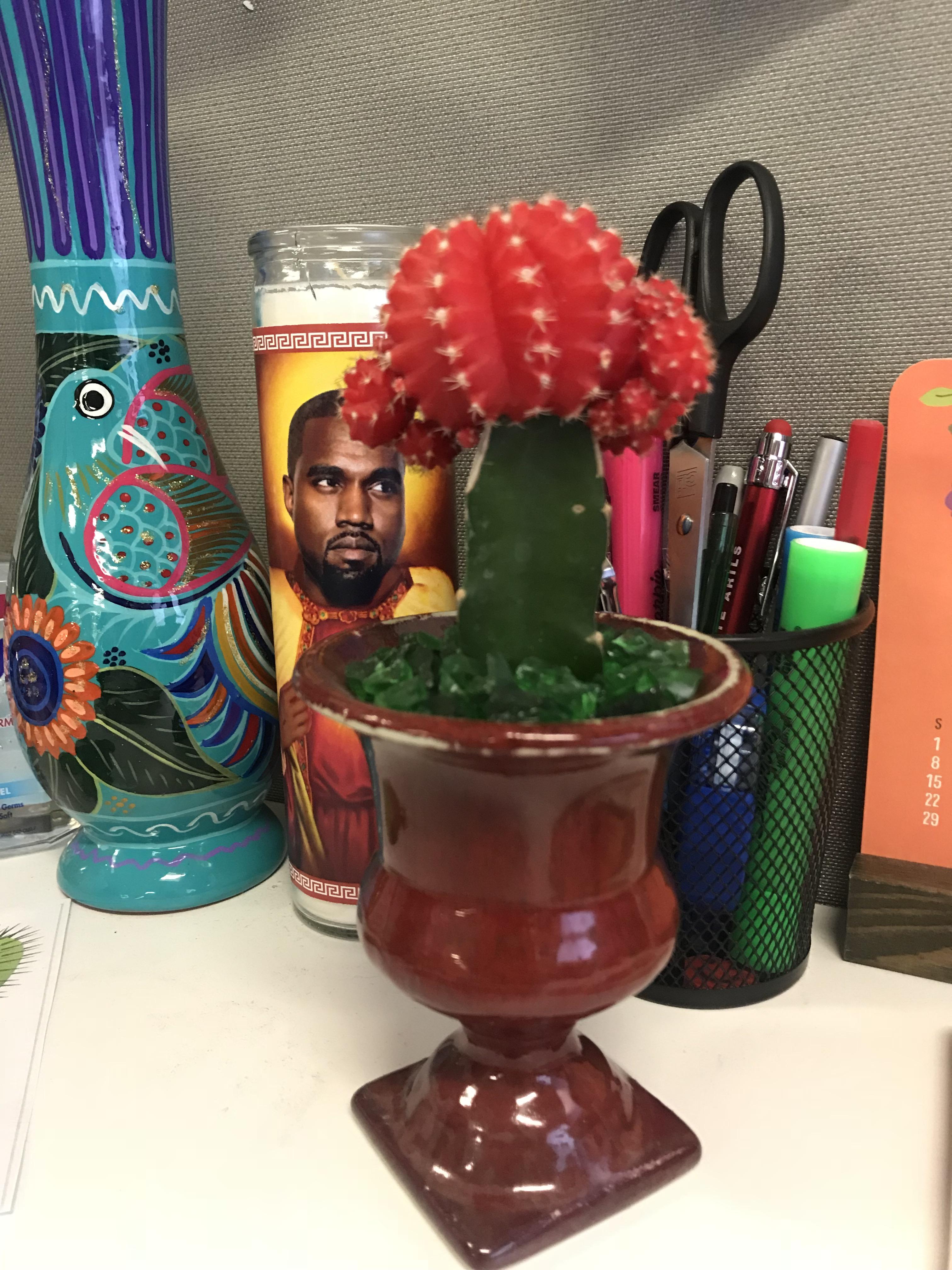 Does anyone know if this cactus needs sunlight? Thank you!! r/cactus