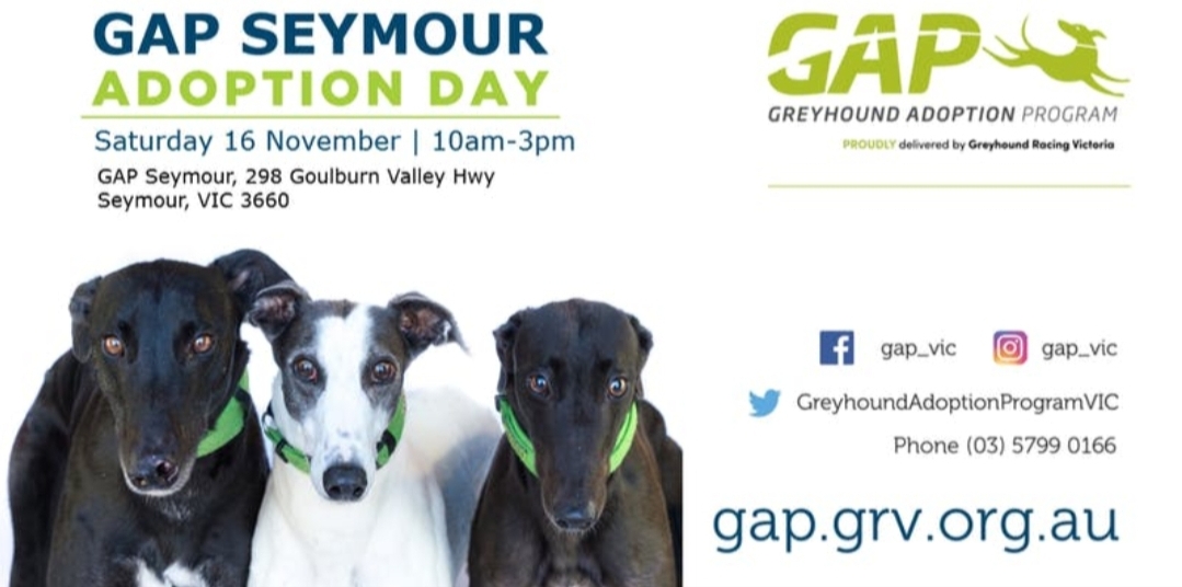 The greyhound adoption program is having a nofee adoption day this saturday! r/melbourne