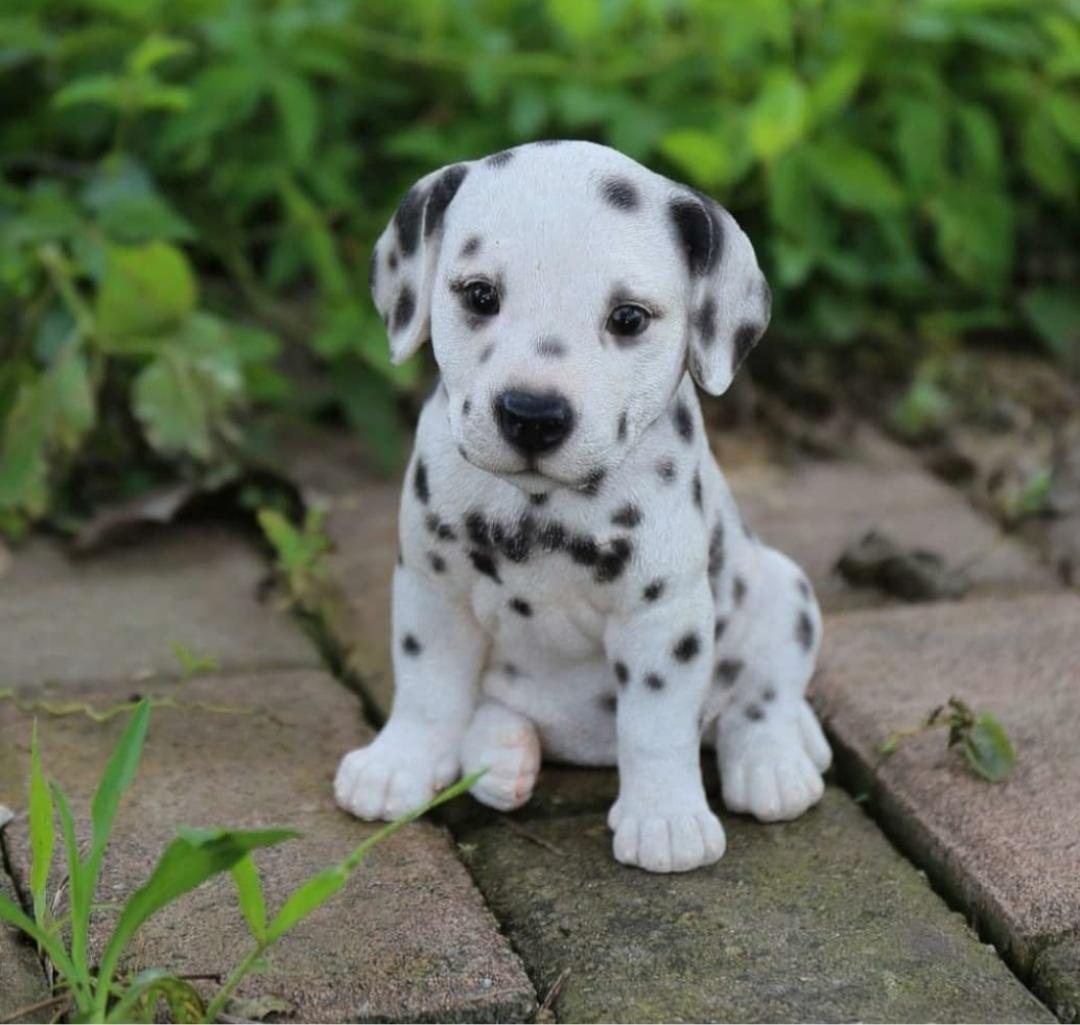Cute little puppy r/aww