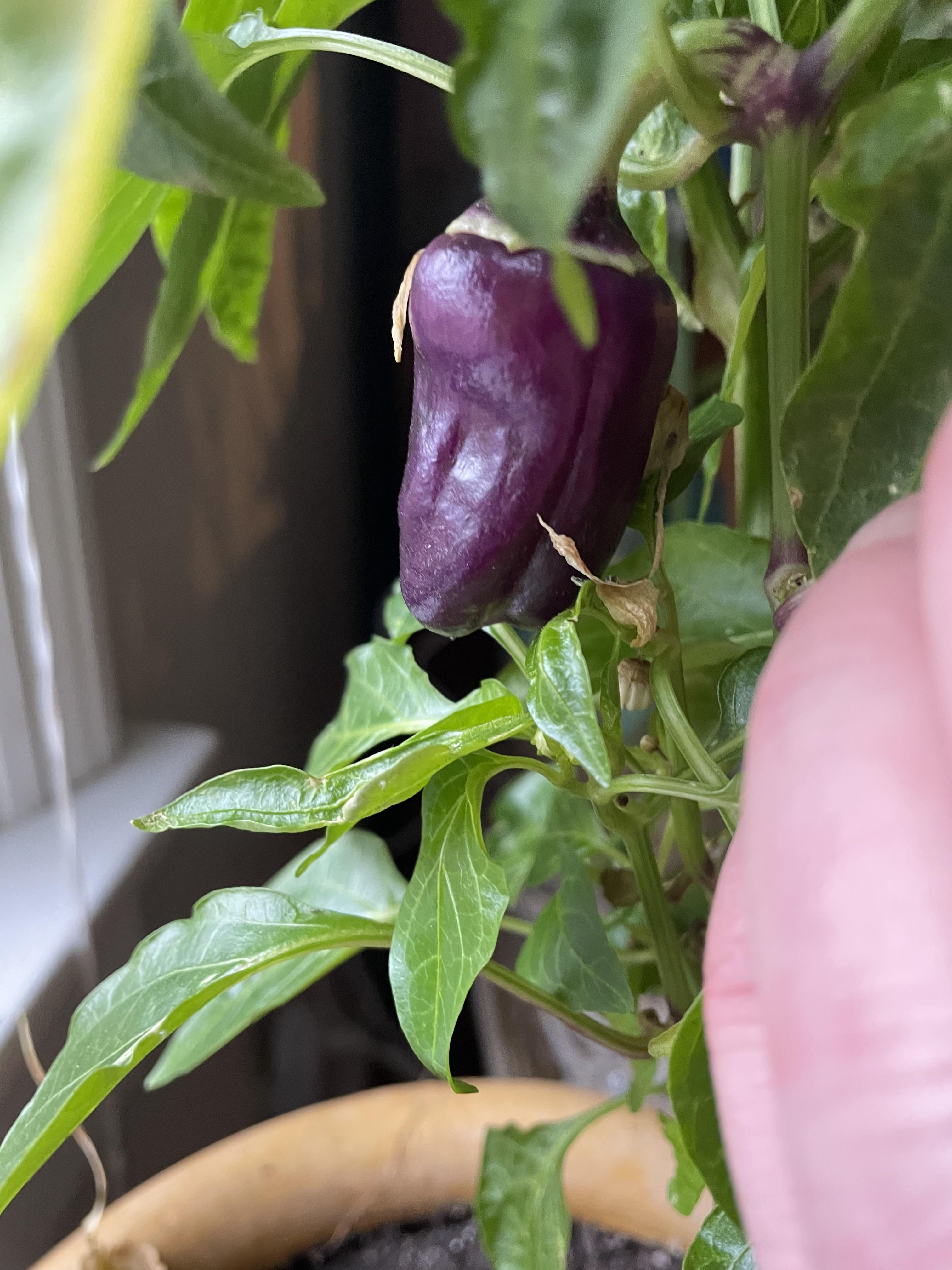 Overwintering Purple Bell Pepper sprouted again! r/gardening
