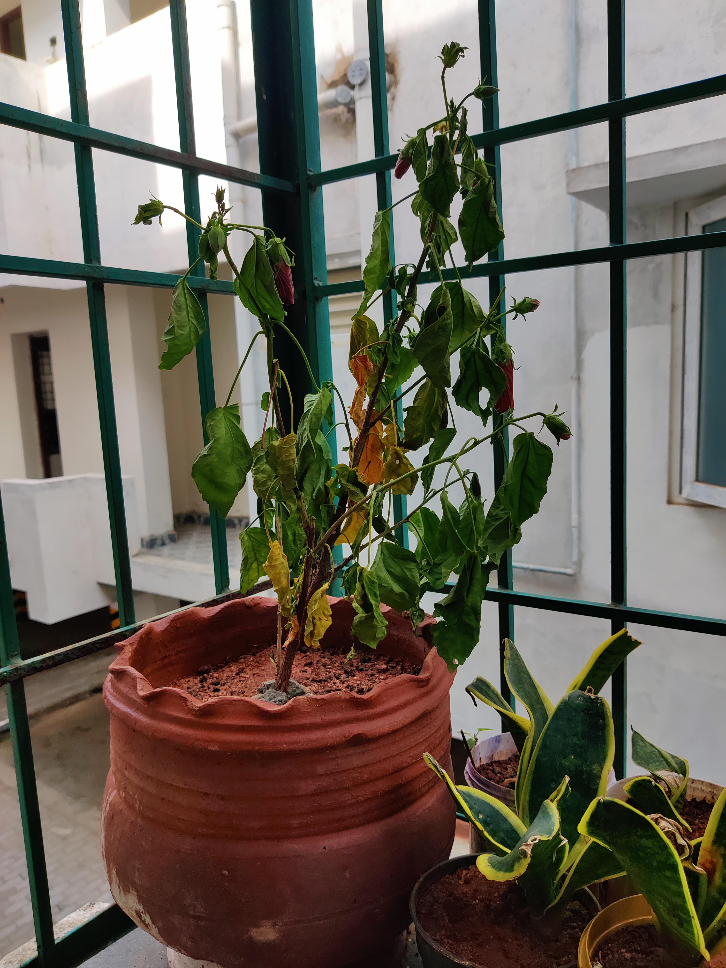 What happened to my hibiscus plant? Leaves are drooping, dry and some yellowing r/gardening