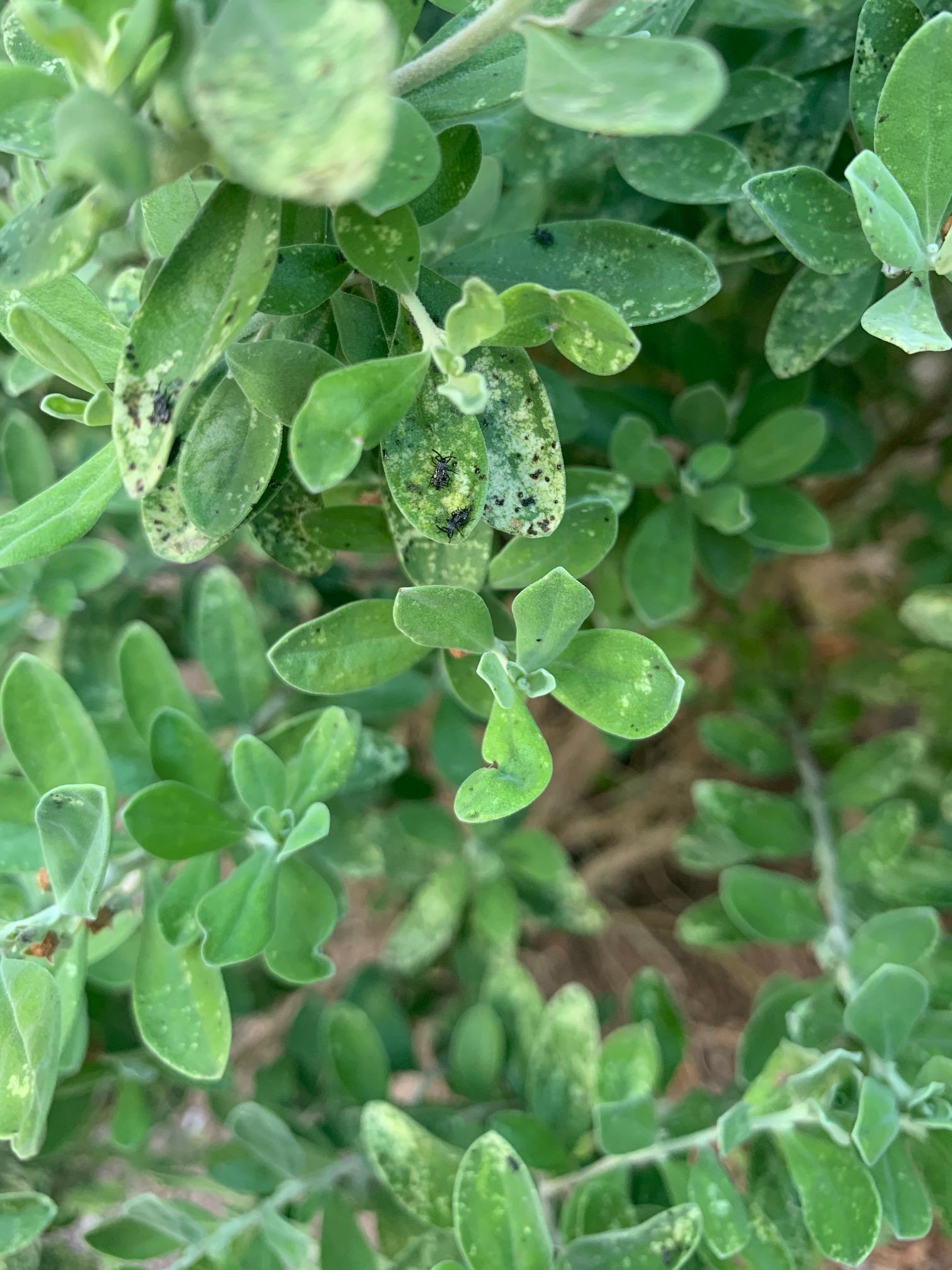 Austin, TX (zone 8b) Green Cloud Sage plant yellowing, small black