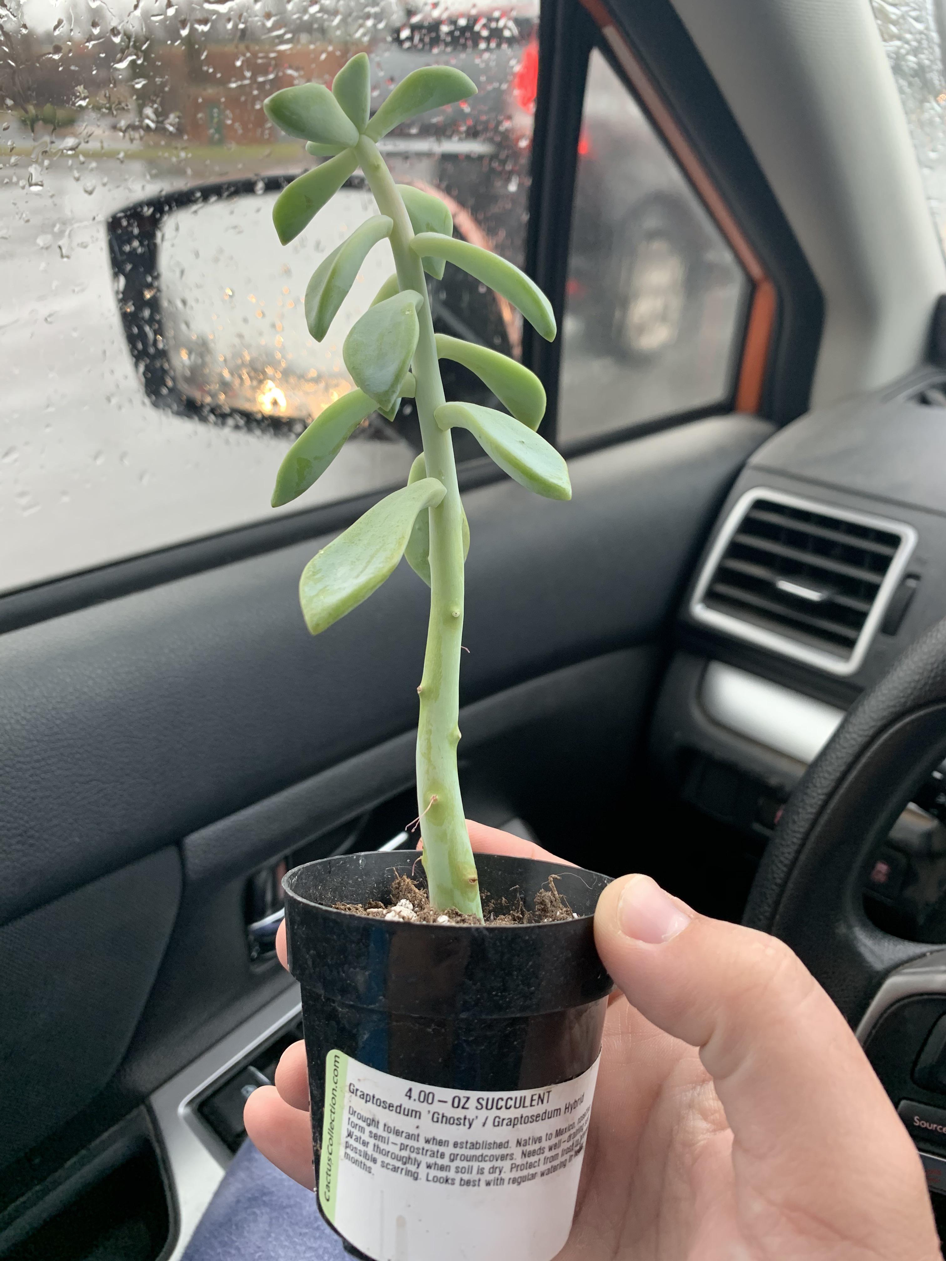 Repotting question! What’s the best way to repot this 1 dollar