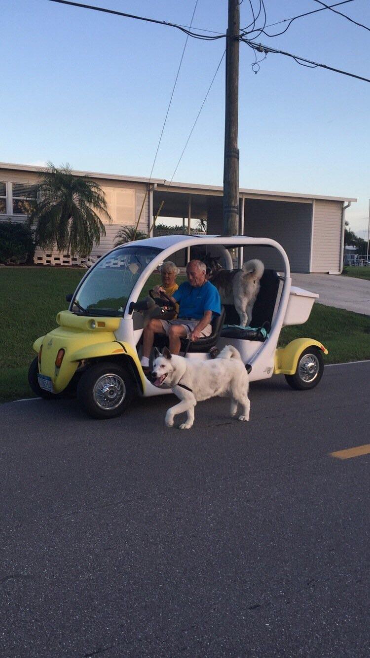 Professional dog walkers in Florida r/funny