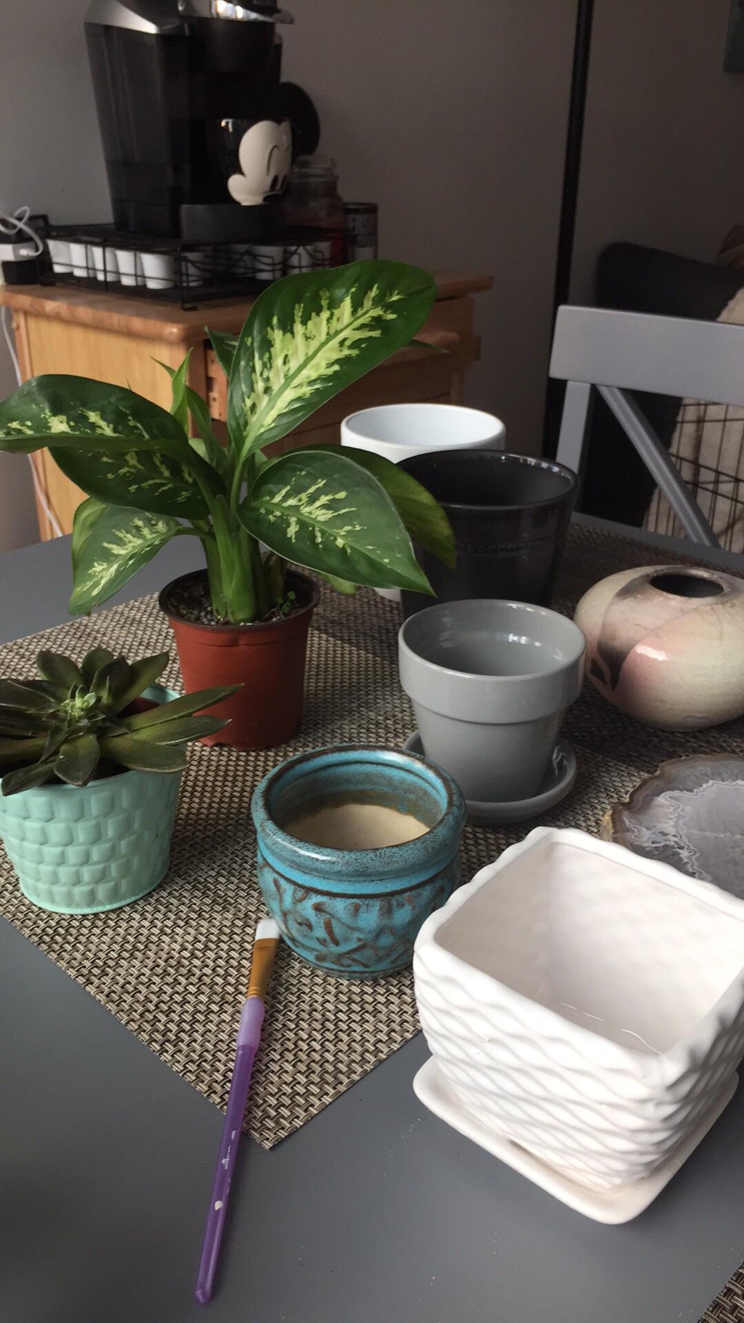 TIL the goodwill store is a great place to find succulent pots! About 1.99 each and they have