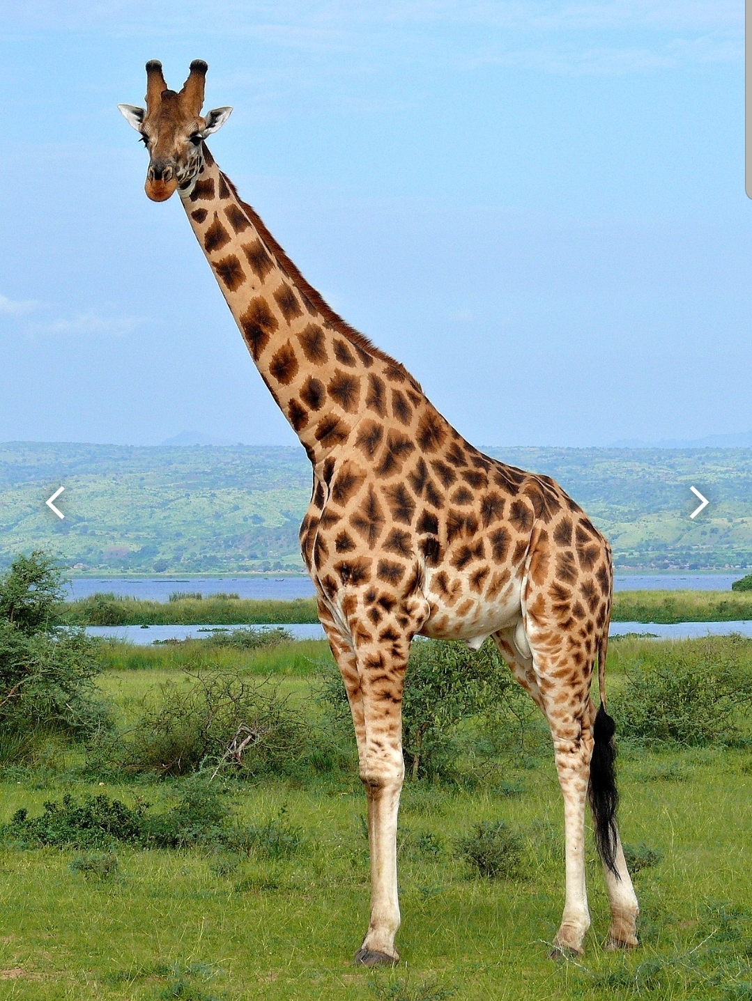Petition to get Mini a real life Giraffe when he tours in South Africa
