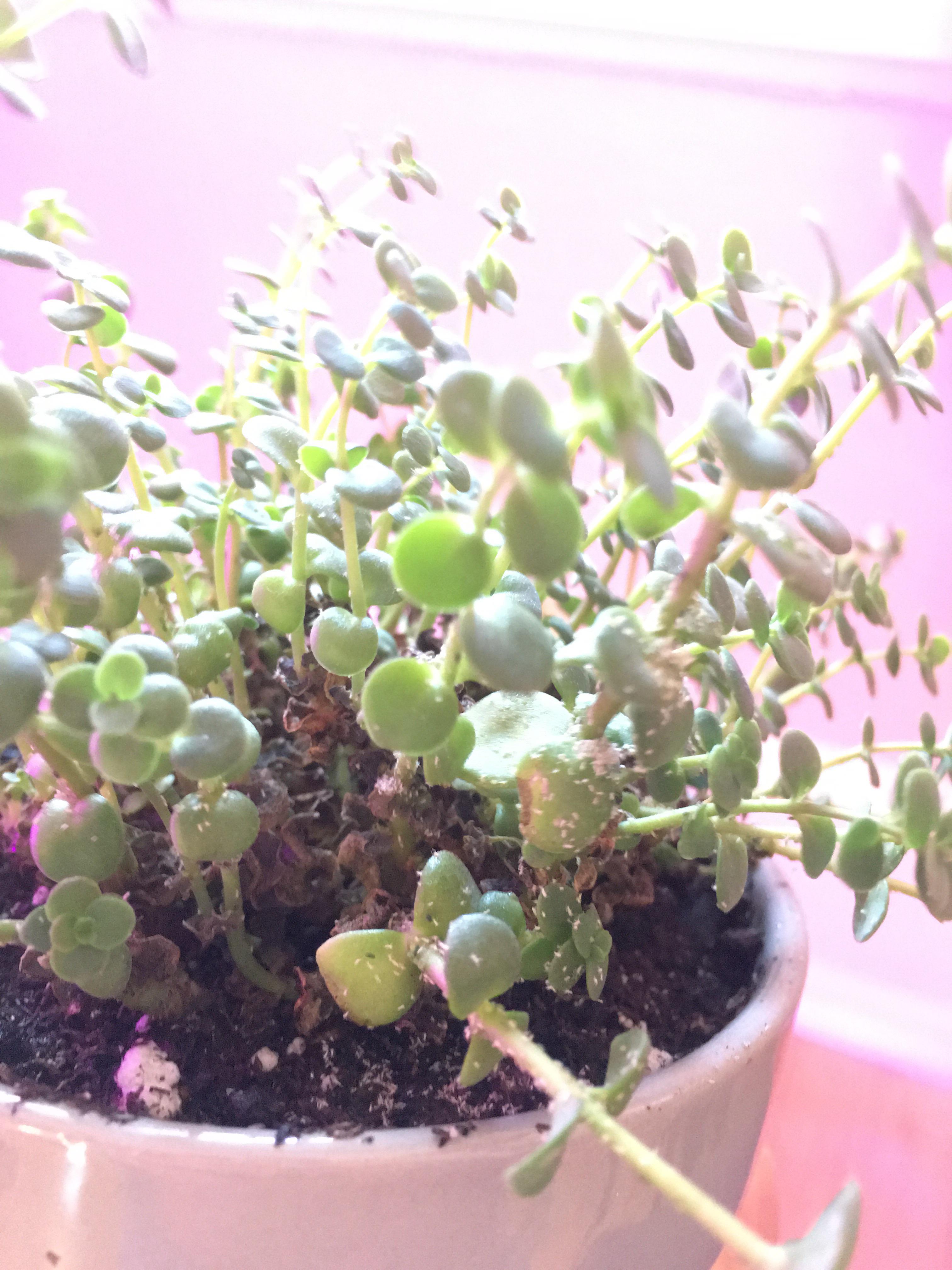 White spots on this succulent from Lowe’s. Mealybugs? r/plantclinic