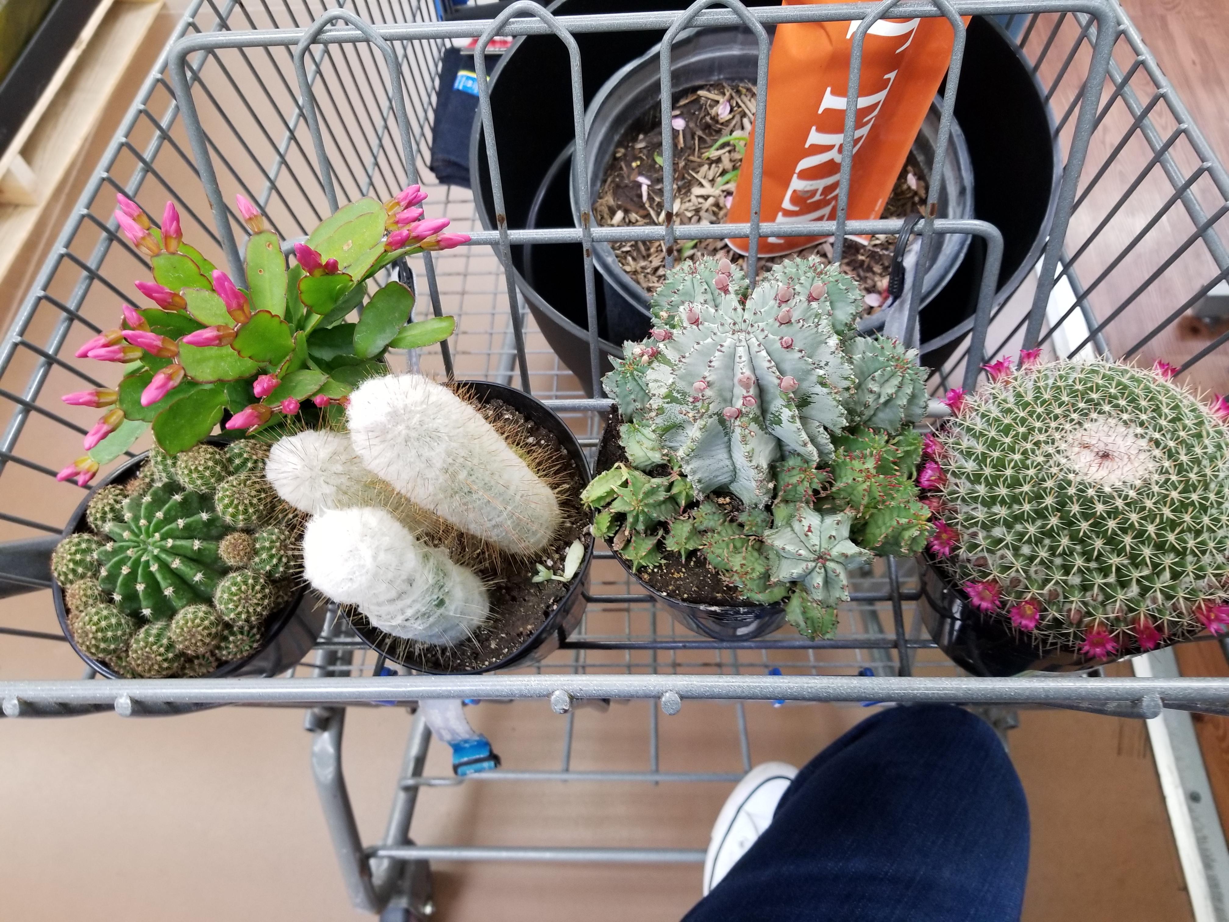 My amazing walmart finds today. r/cactus