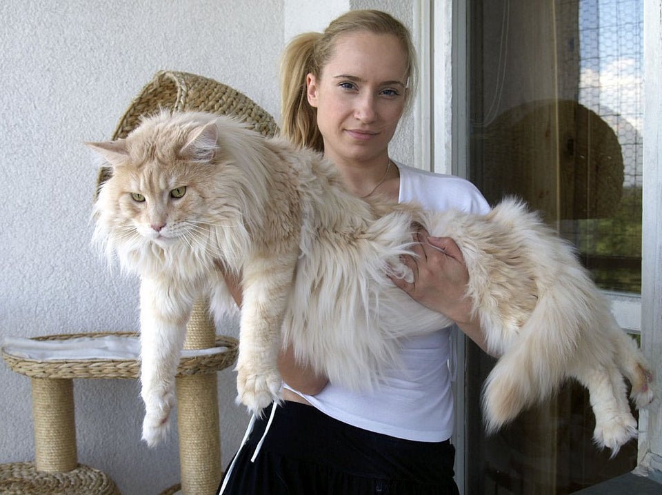 Bigger CAT being held r/GirlsWithHugePussies