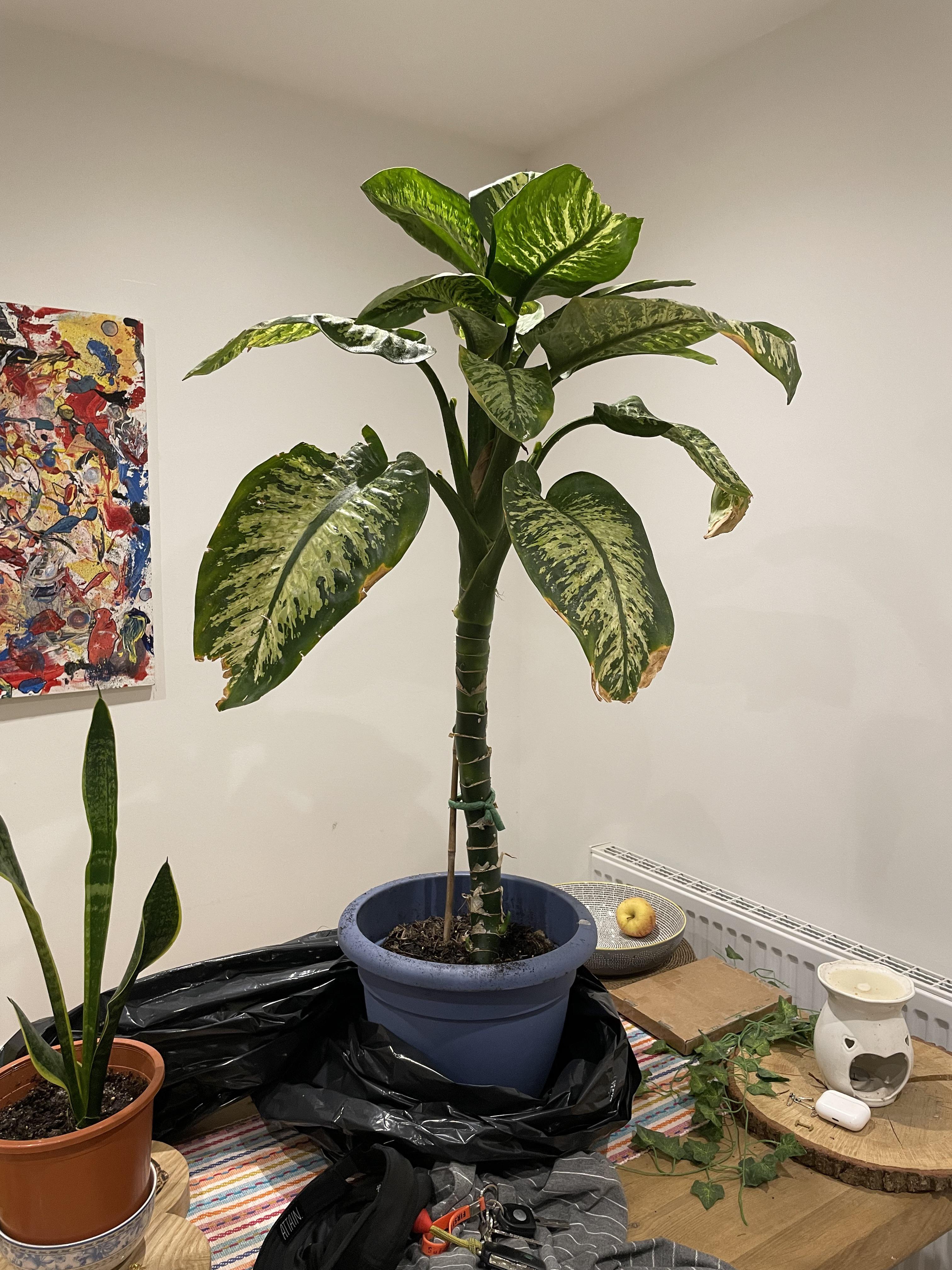 I love Facebook marketplace r/houseplants