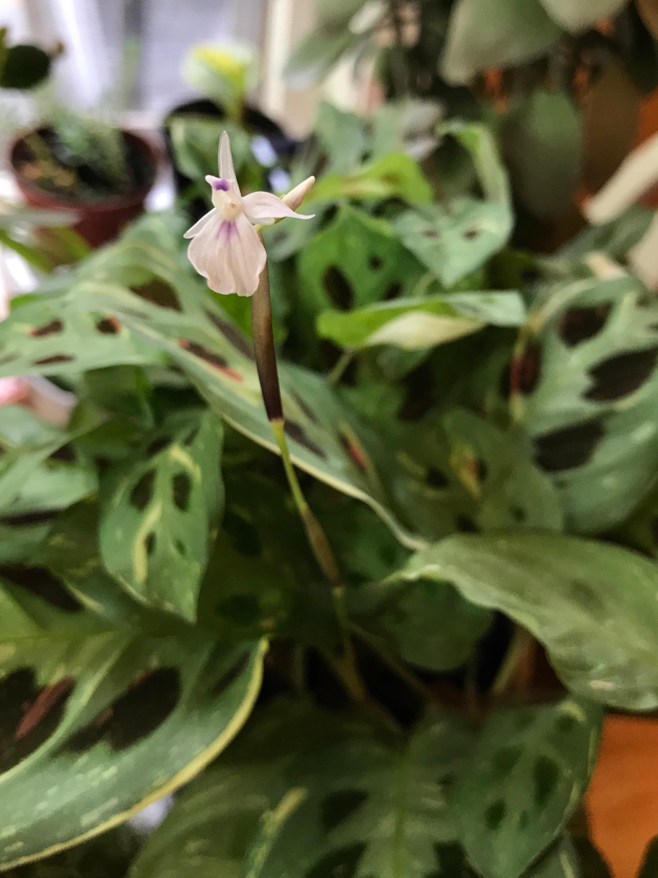 Prayer Plant Flower Singapore Flower Bahrain On Instagram Prayer