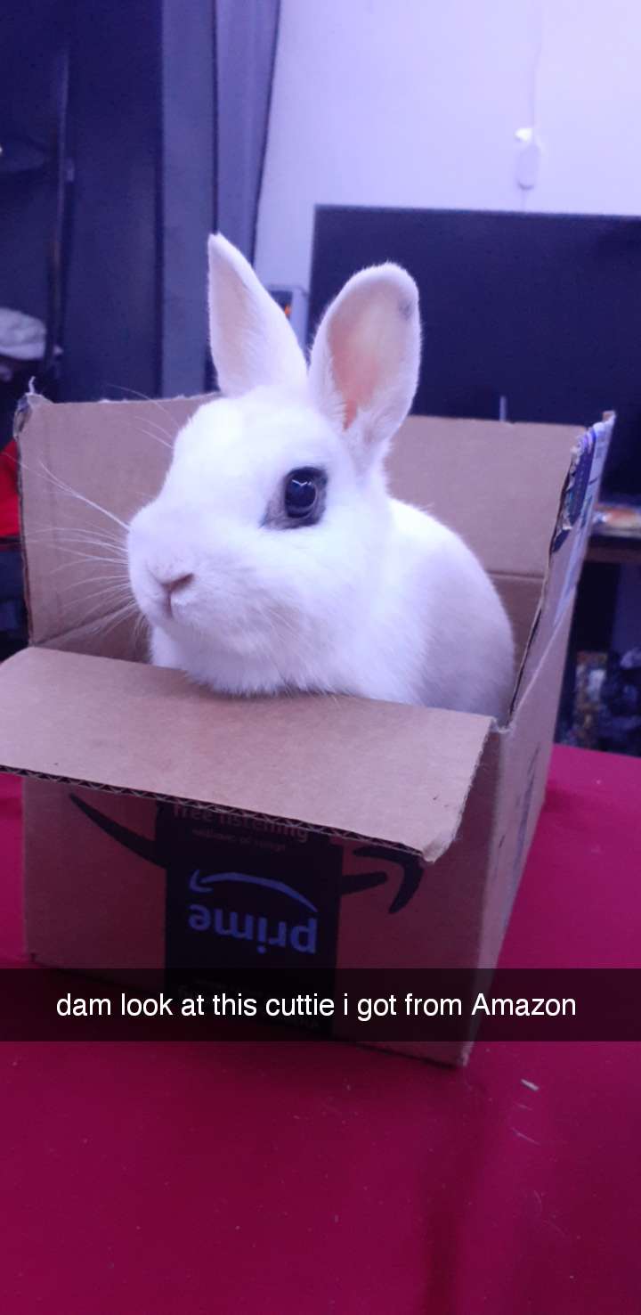 apperently Amazon sells bunnies r/Rabbits