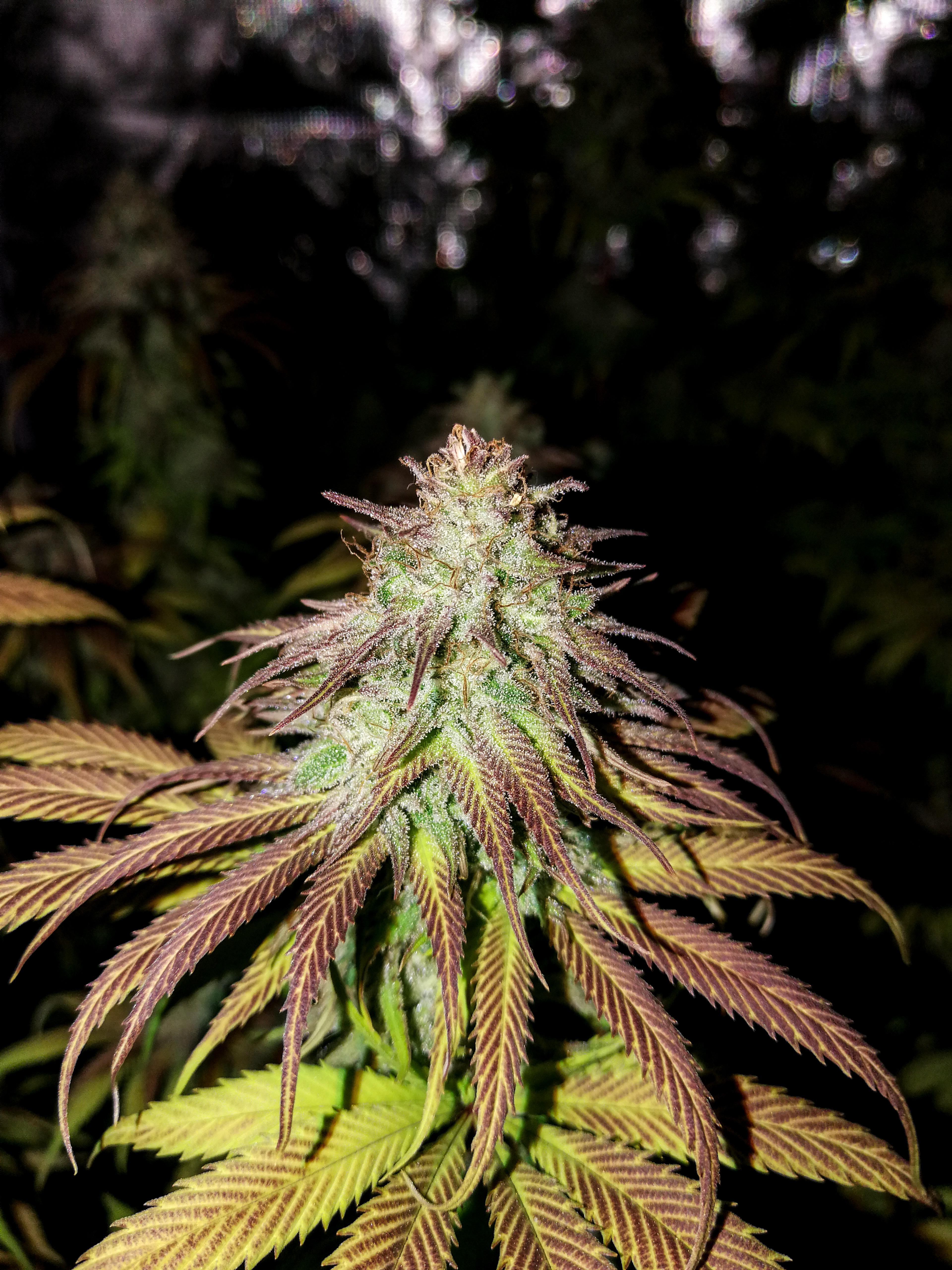 Gorilla Zkittlez with flash F46 r/trees