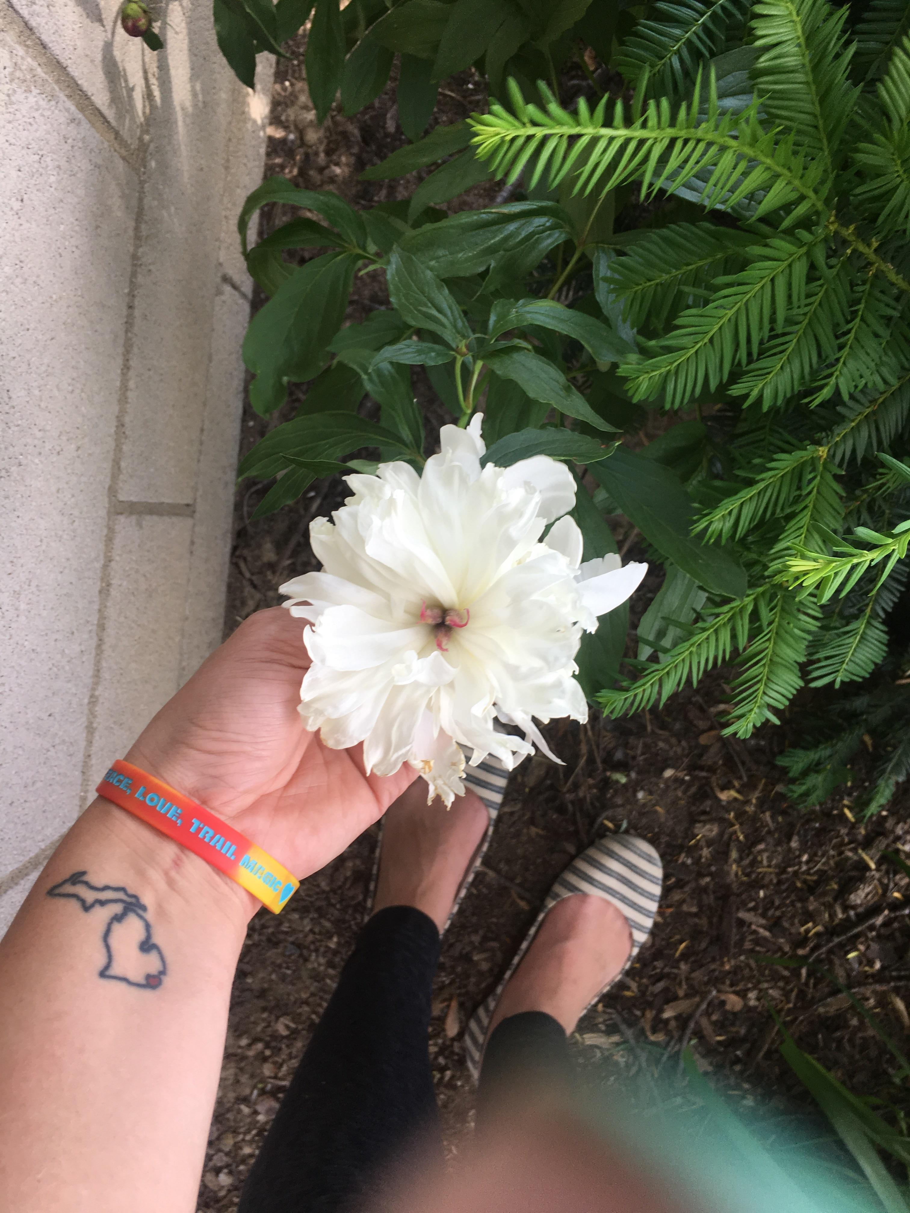 This white flower that has popped up behind a bush in my garden
