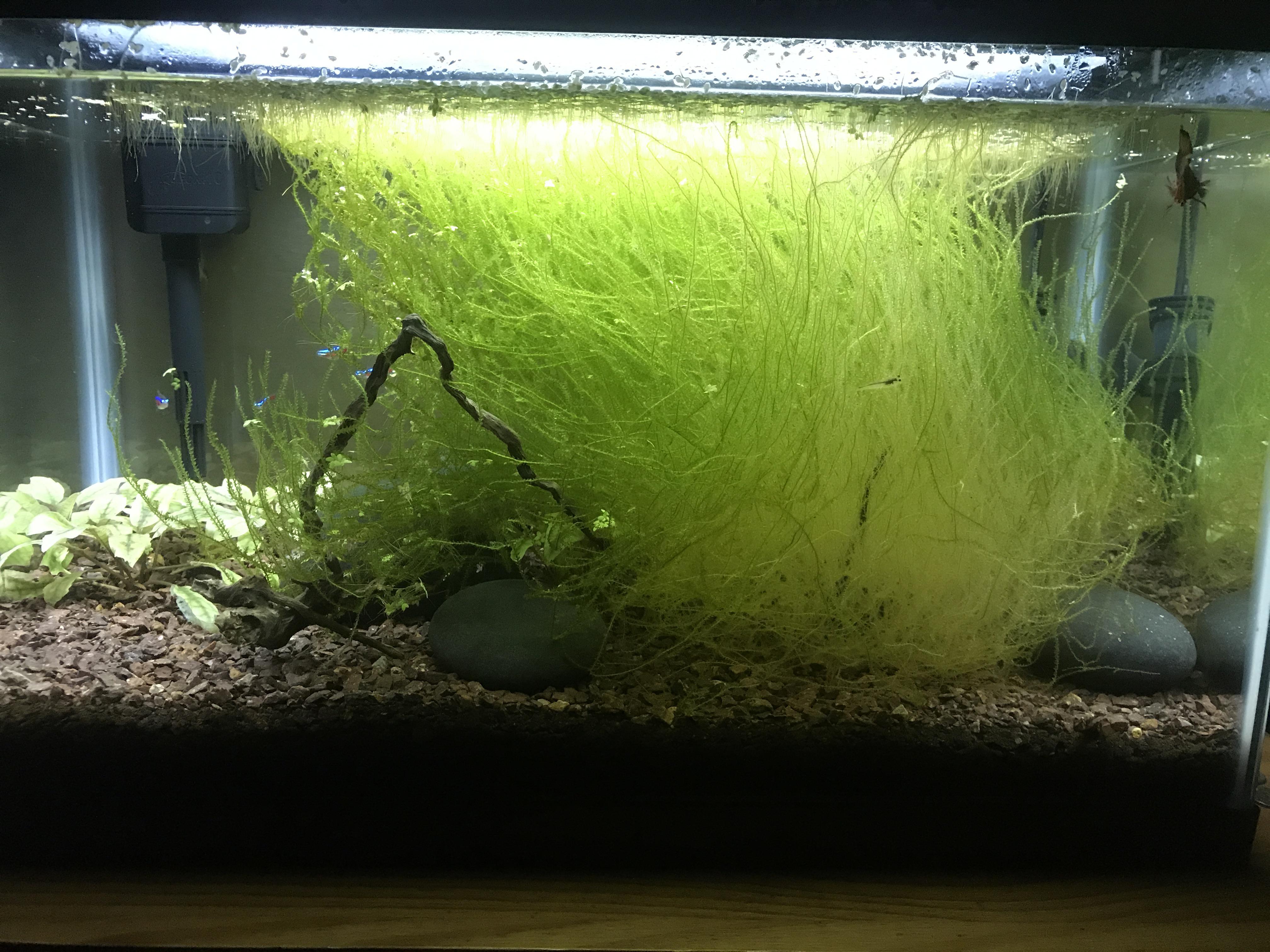 Java moss turning yellow at the bottom? Is it too big? r/PlantedTank