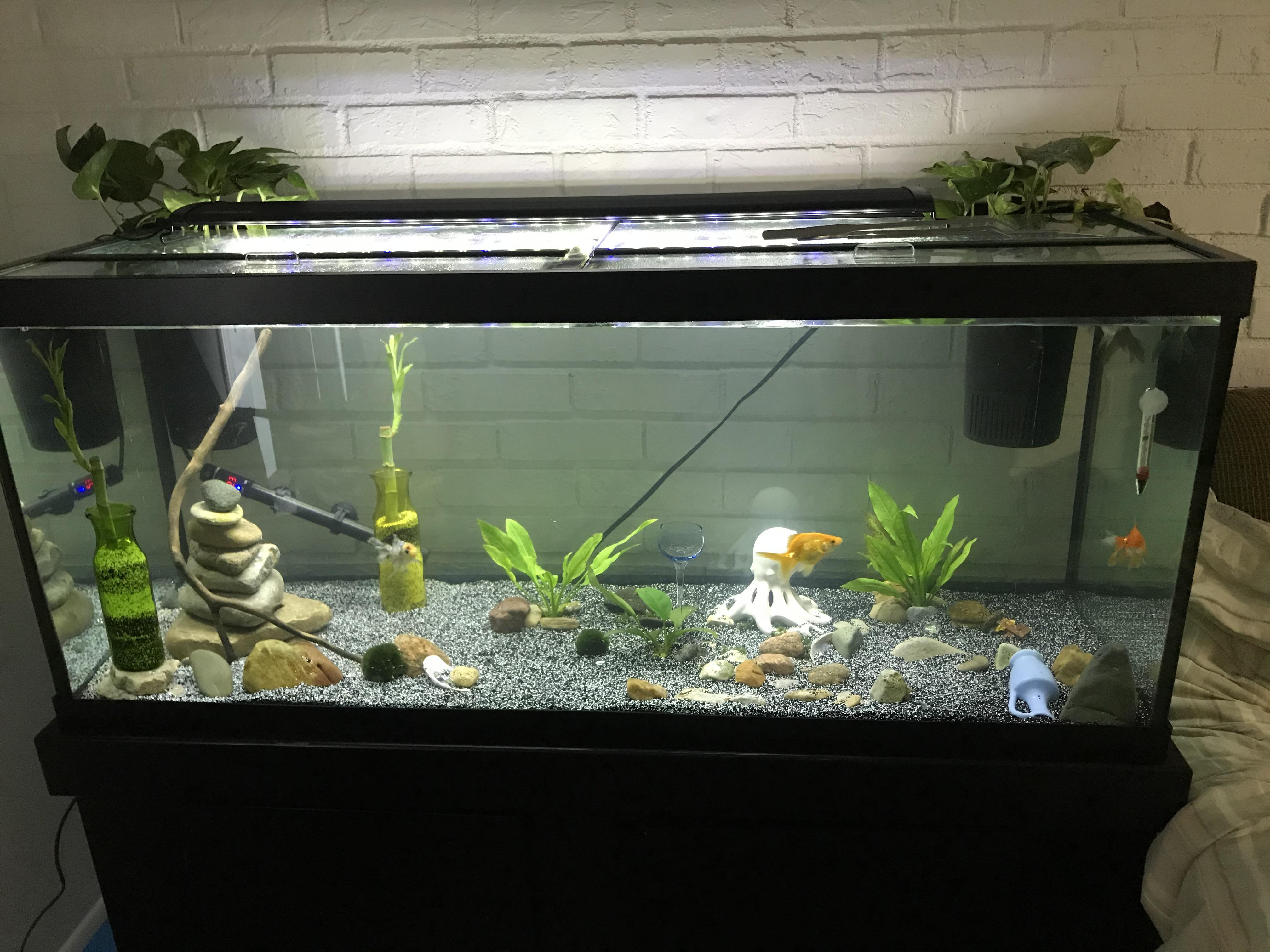 I finally updated my babies into a new 75 gallon tank! r/Goldfish