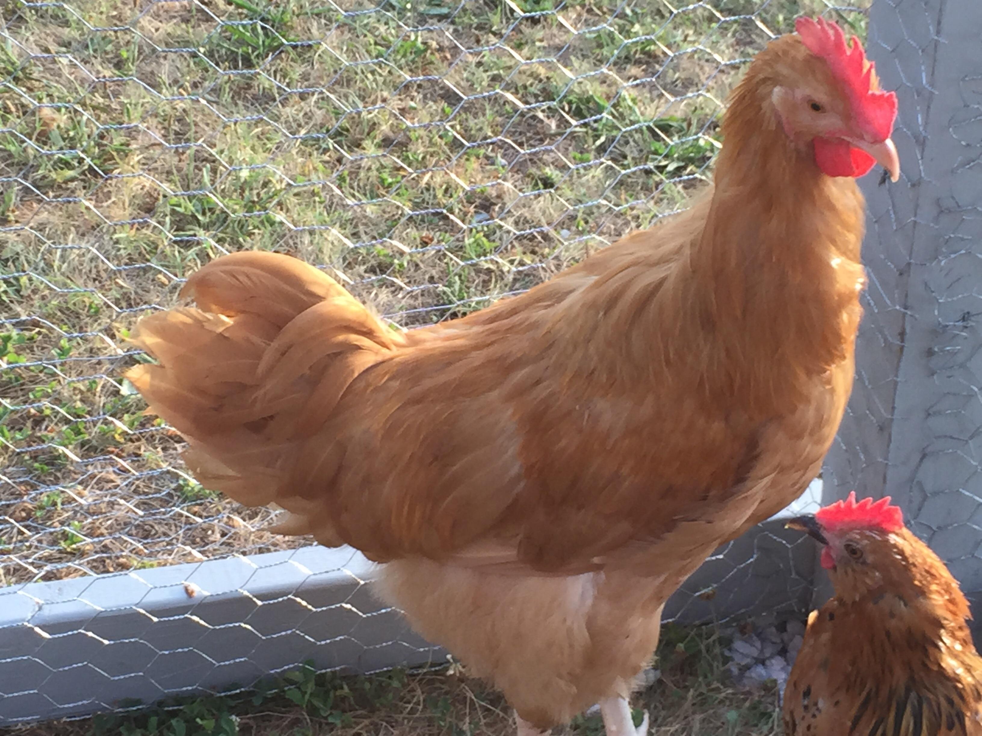 Hen or Rooster? Breed is Buff Orpington r/chickens