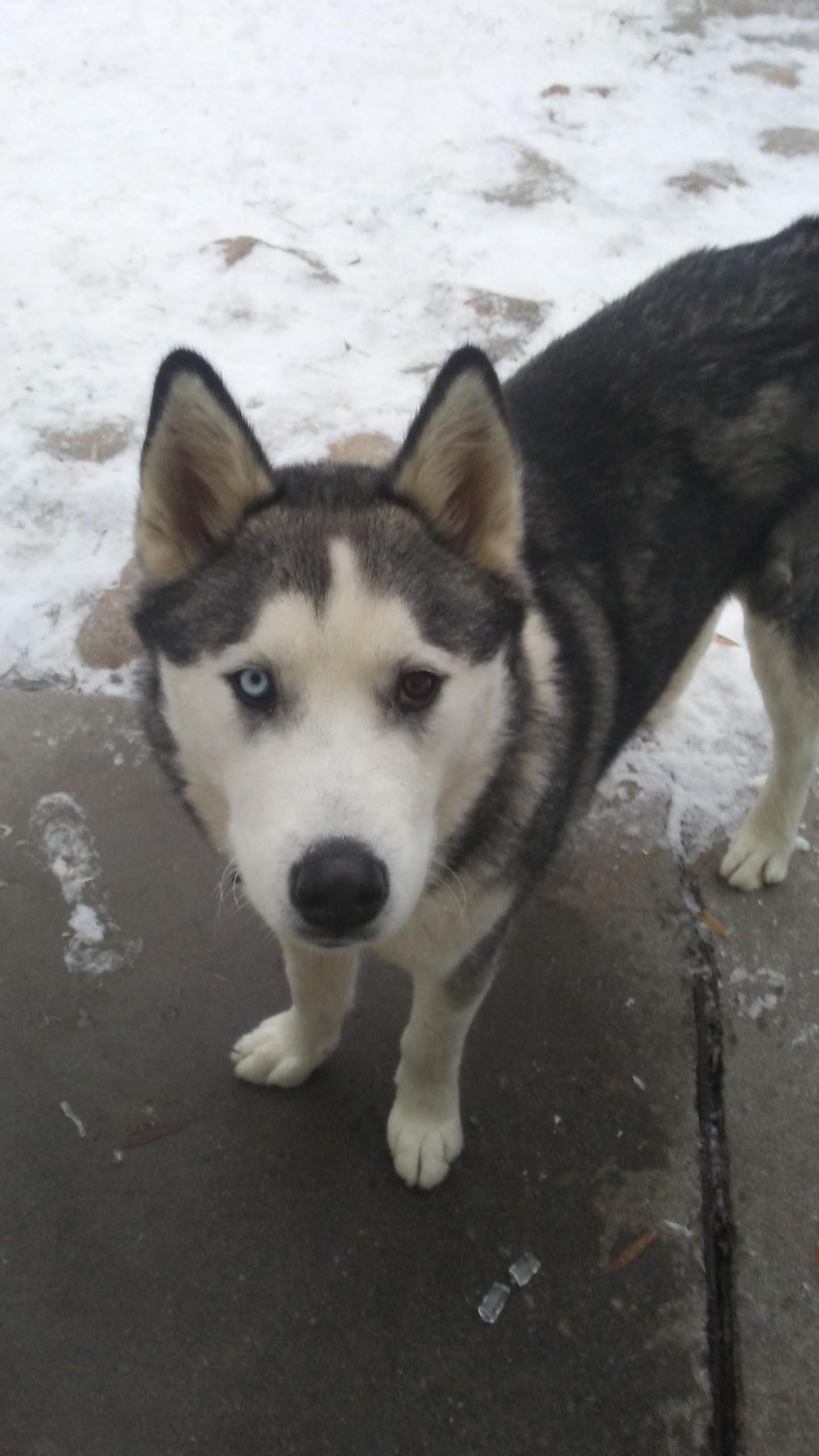 Koda, my Siberian Husky, with two different colored eyes