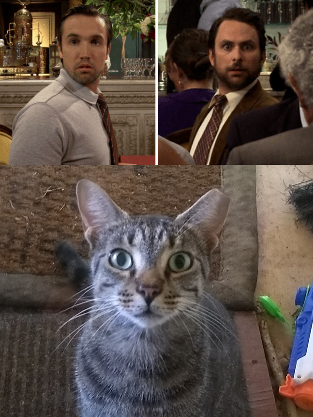 The way my cat stares at me reminds me of mac/charlie at the restaurant