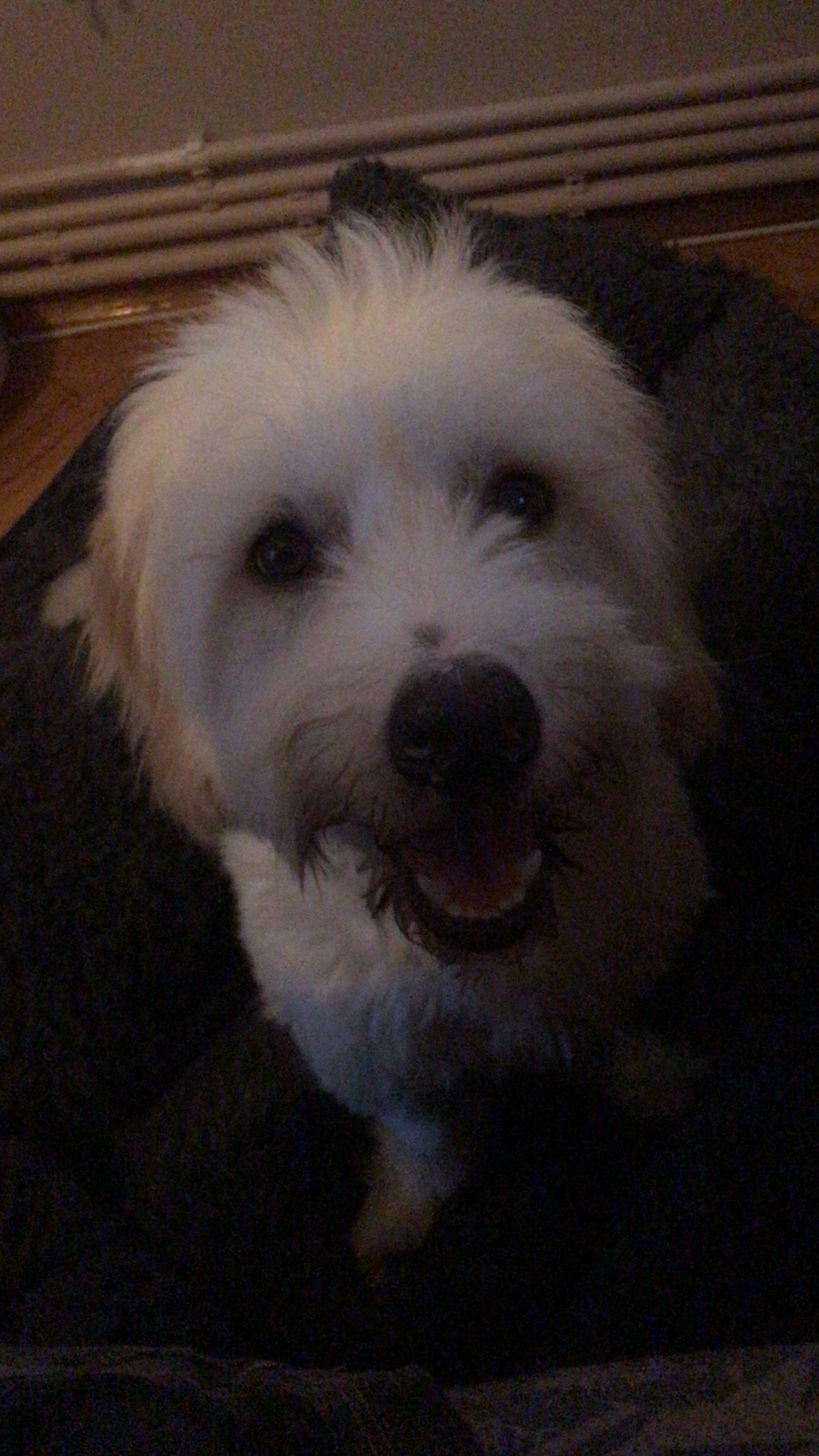 Are Male Or Female Dogs More Cuddly