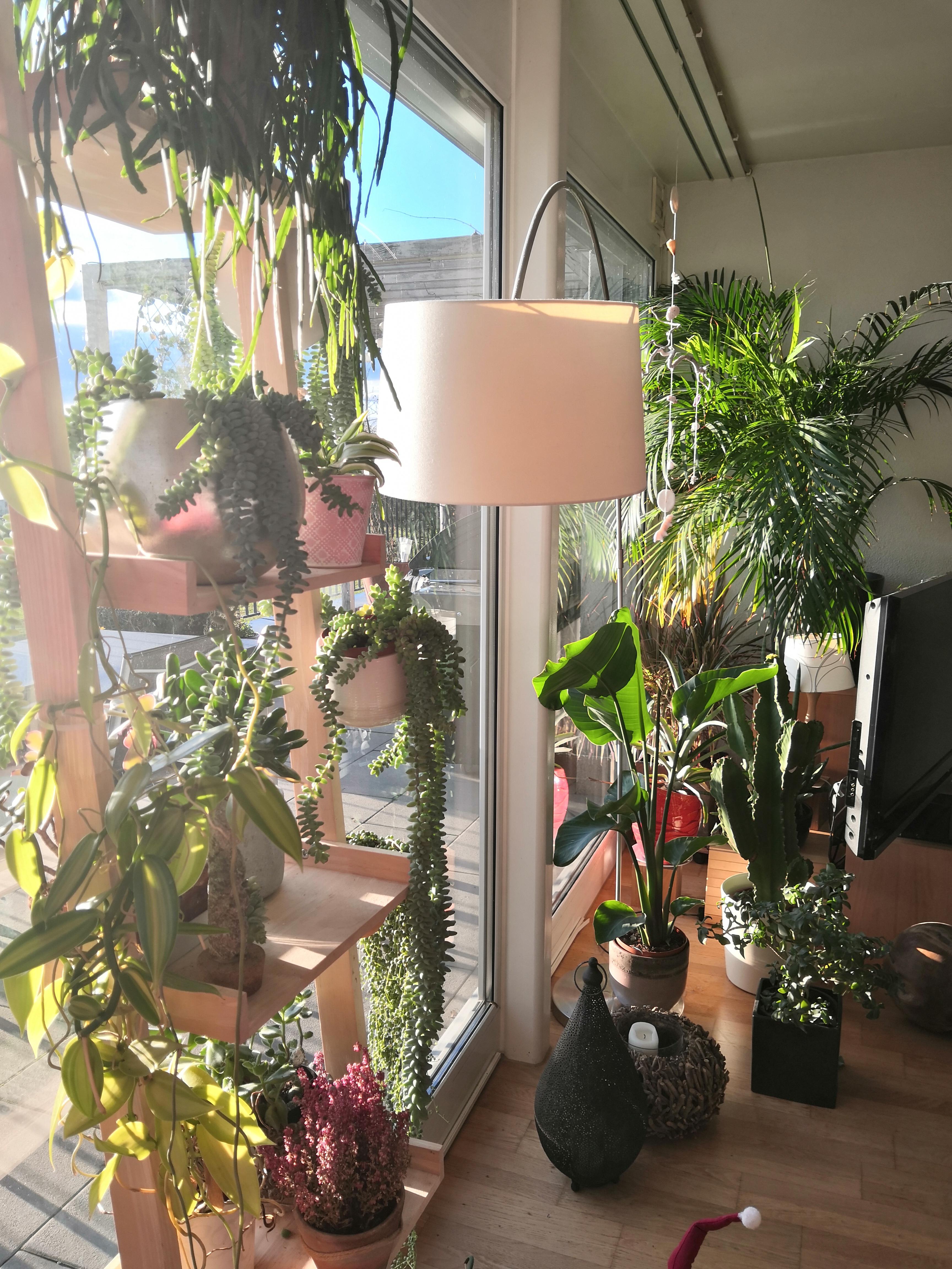 It was the South facing windows that turned me into a plant addict, not the other way around