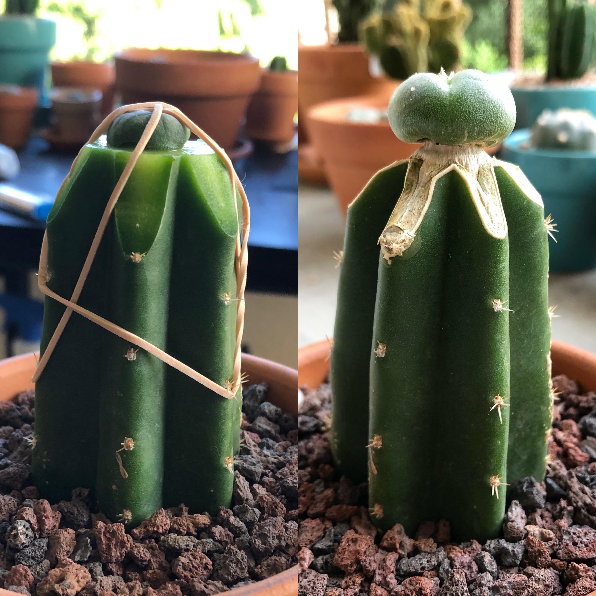 1156 best Peyote images on Pholder Druggardening, Cactus and Microgrowery