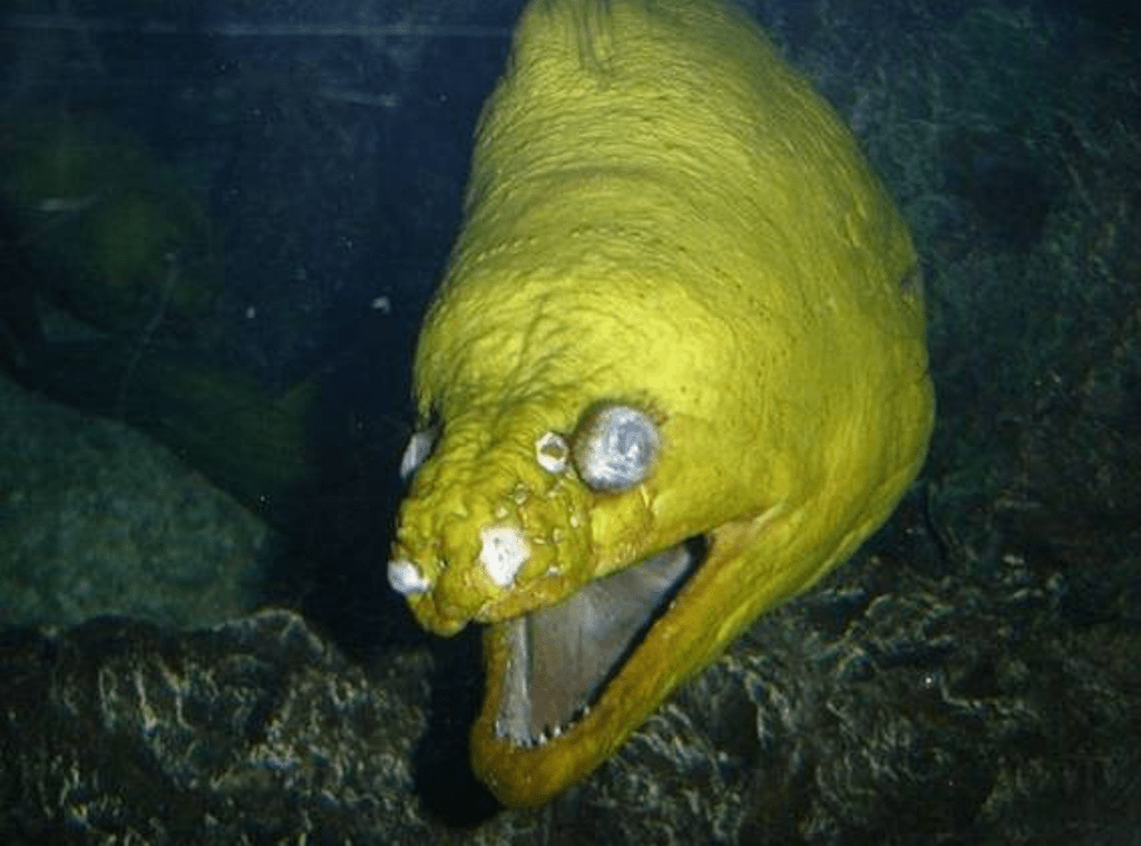 Moray Eel being cute and photogenic r/TheDepthsBelow