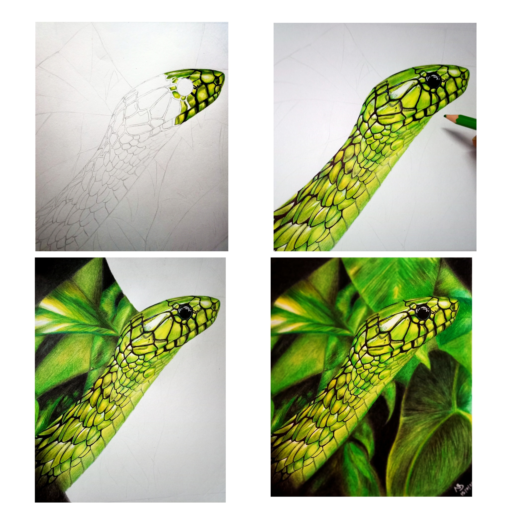 Phase Post for my Artwork "Beautifully Poisonous" made with colour