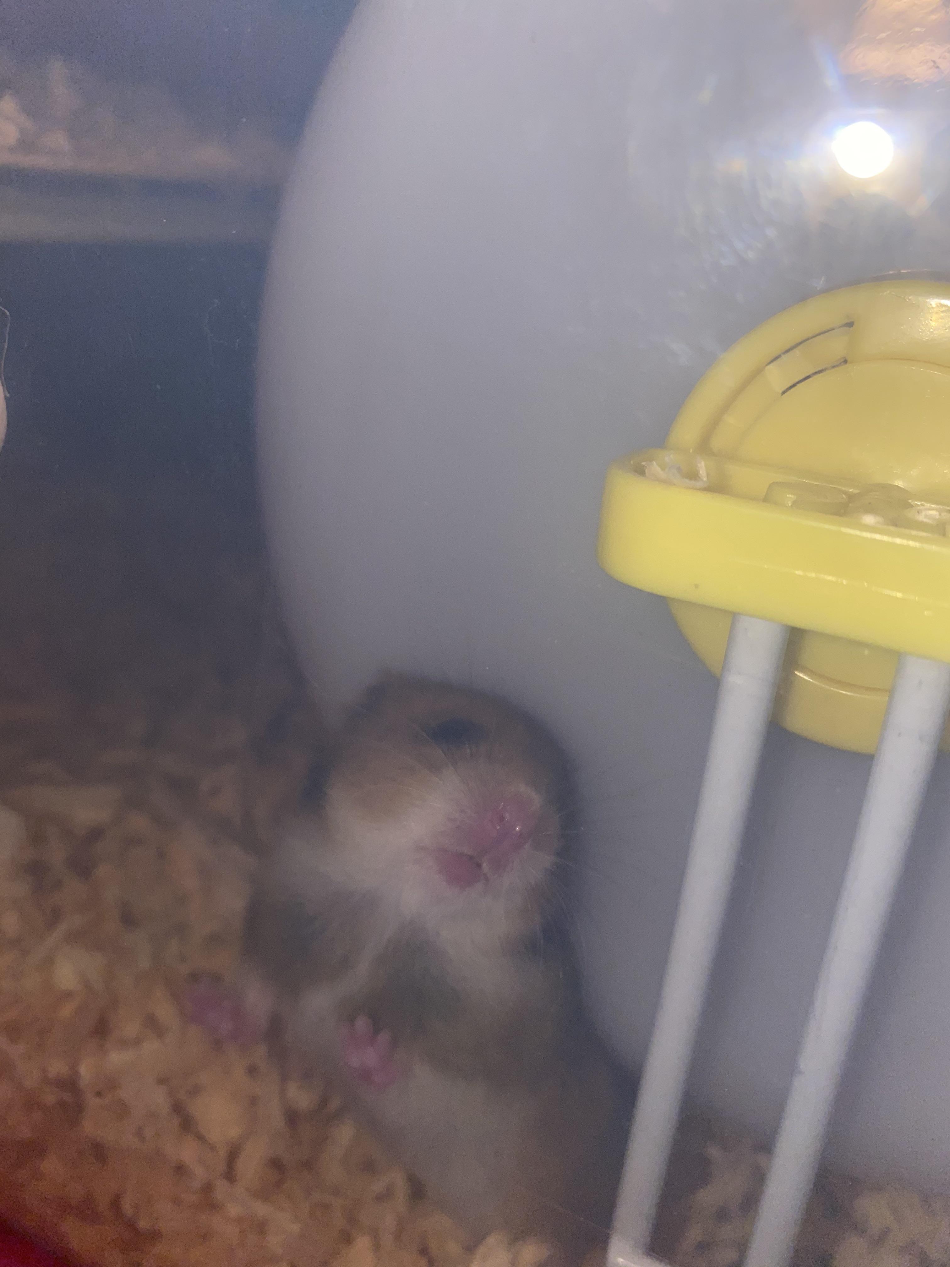 Taco. This is kind of how his mouth looks like.. is this somehow normal