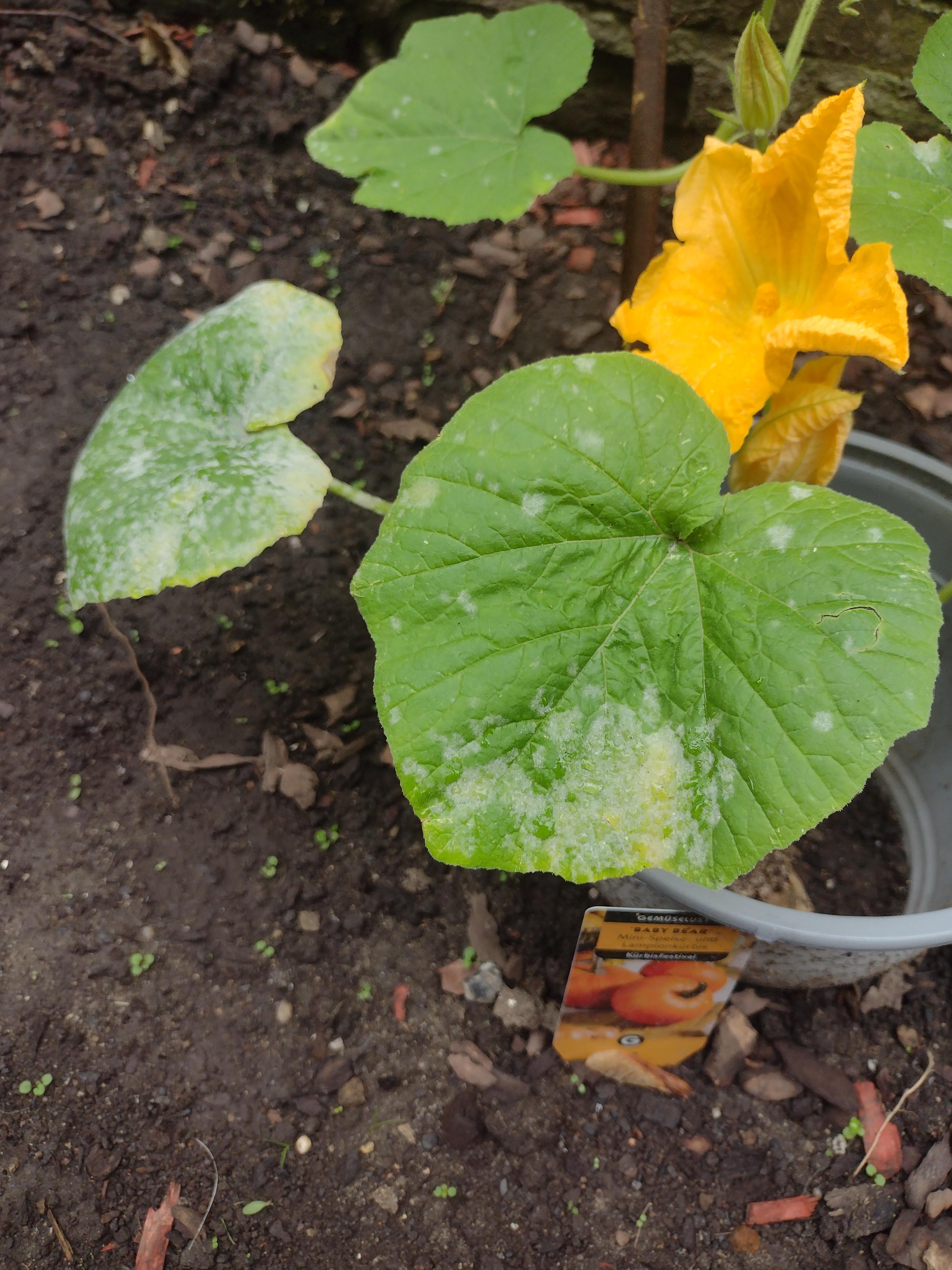 Pumpkin leaves have spots what can I do? r/gardening