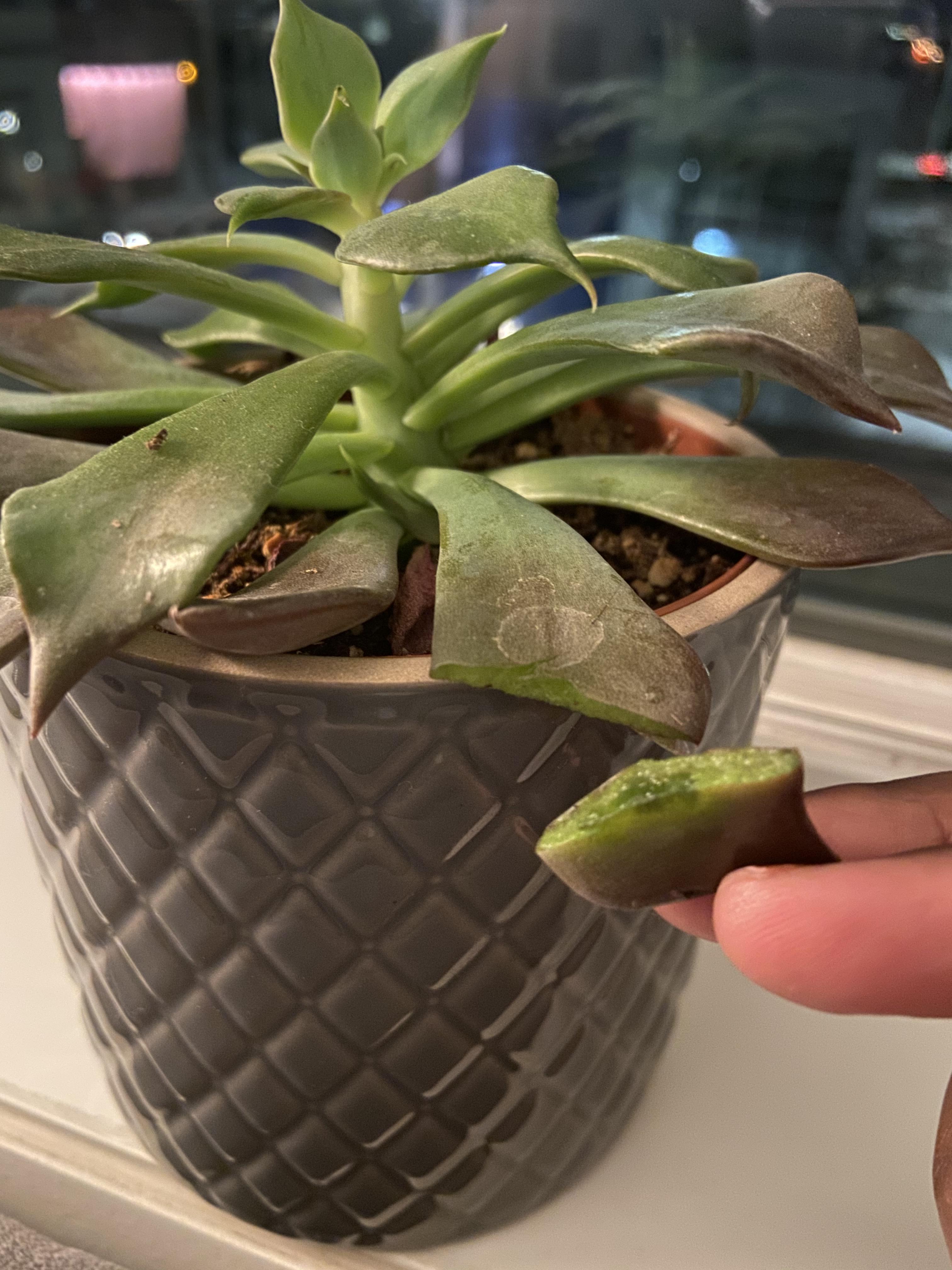 The tip part of my succulent broke off, can I save this leaf part