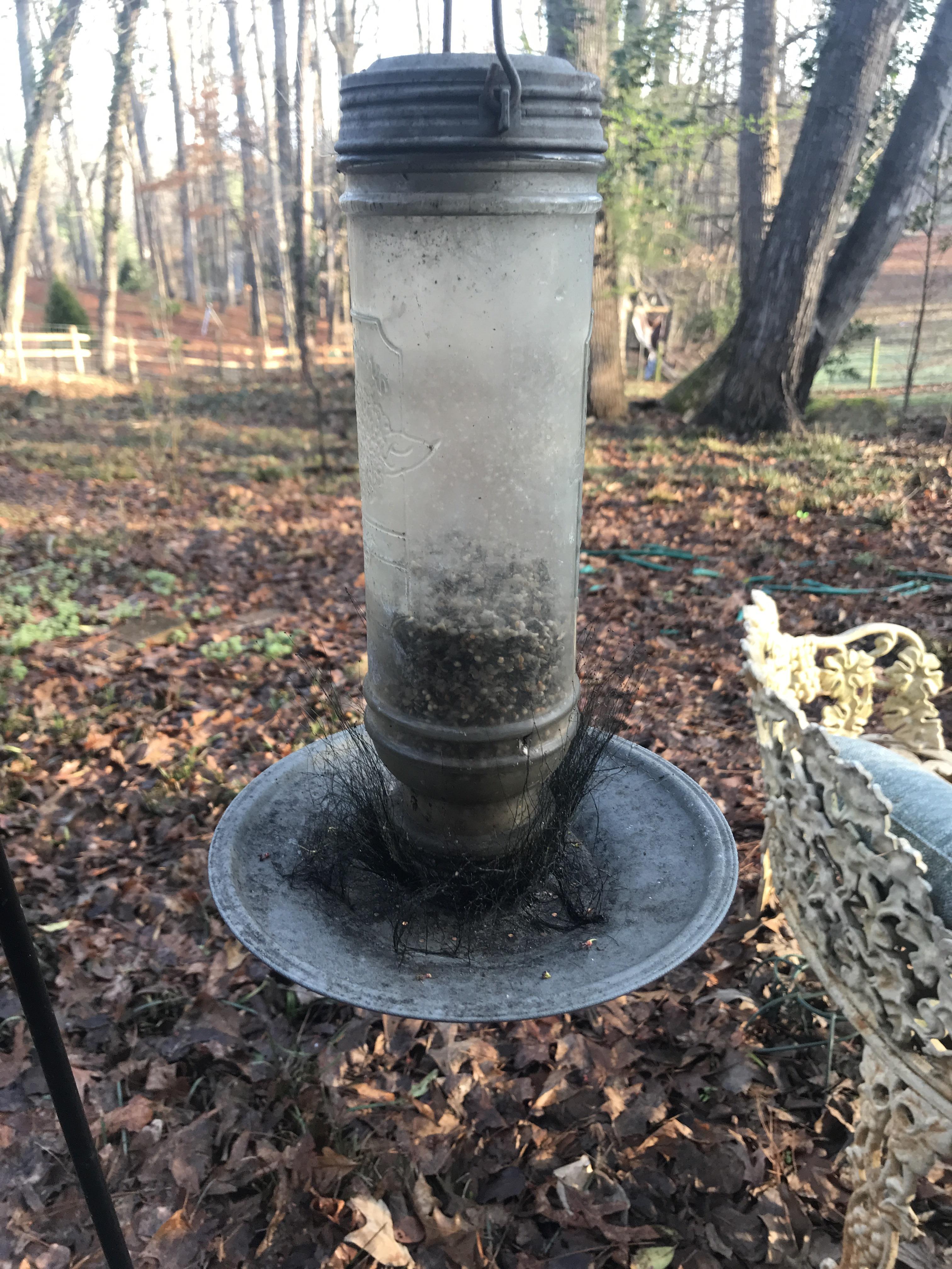 What is this thing growing out of my bird feeder? r/whatisthisthing