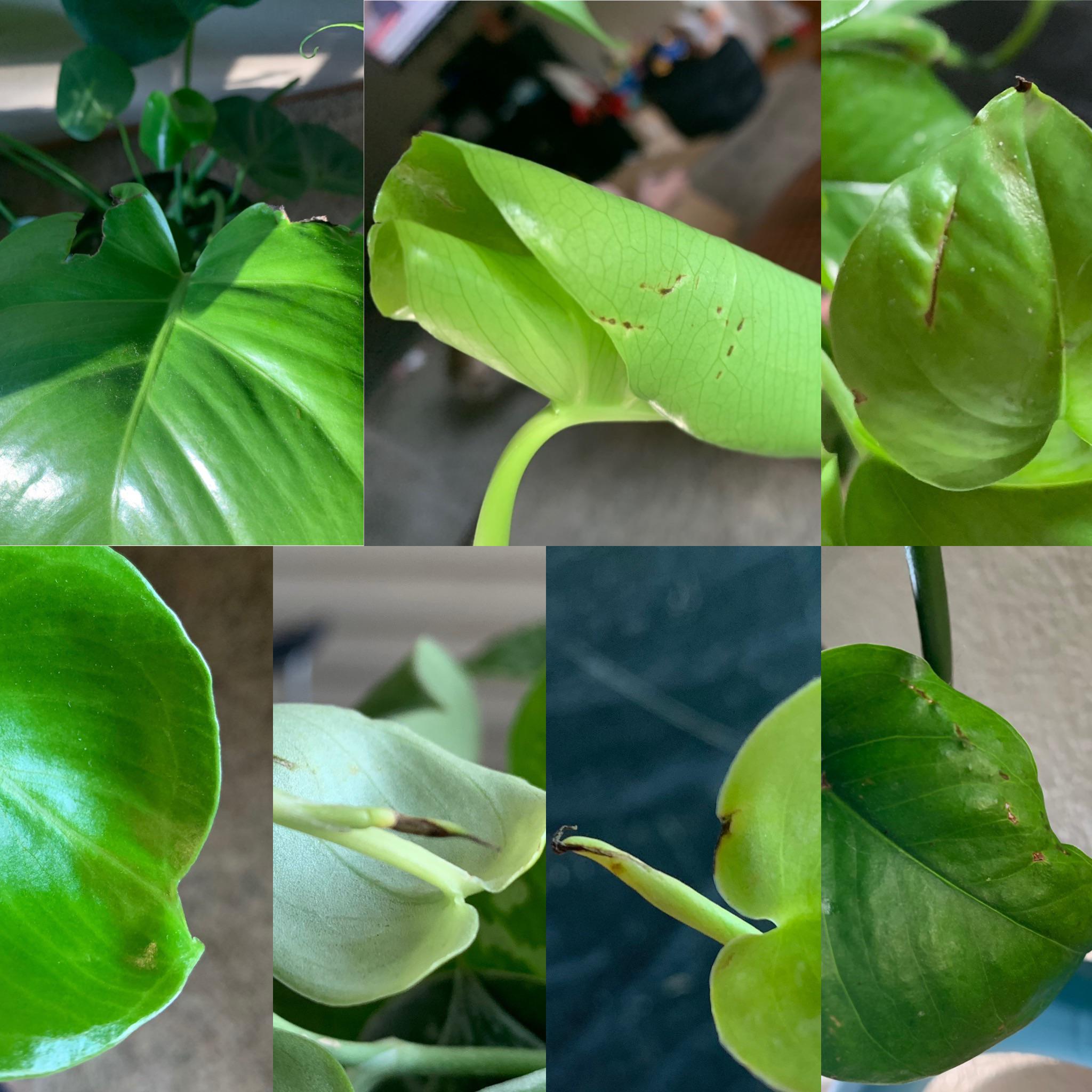 What causes these marks, dots, cuts, and black tips and deformed