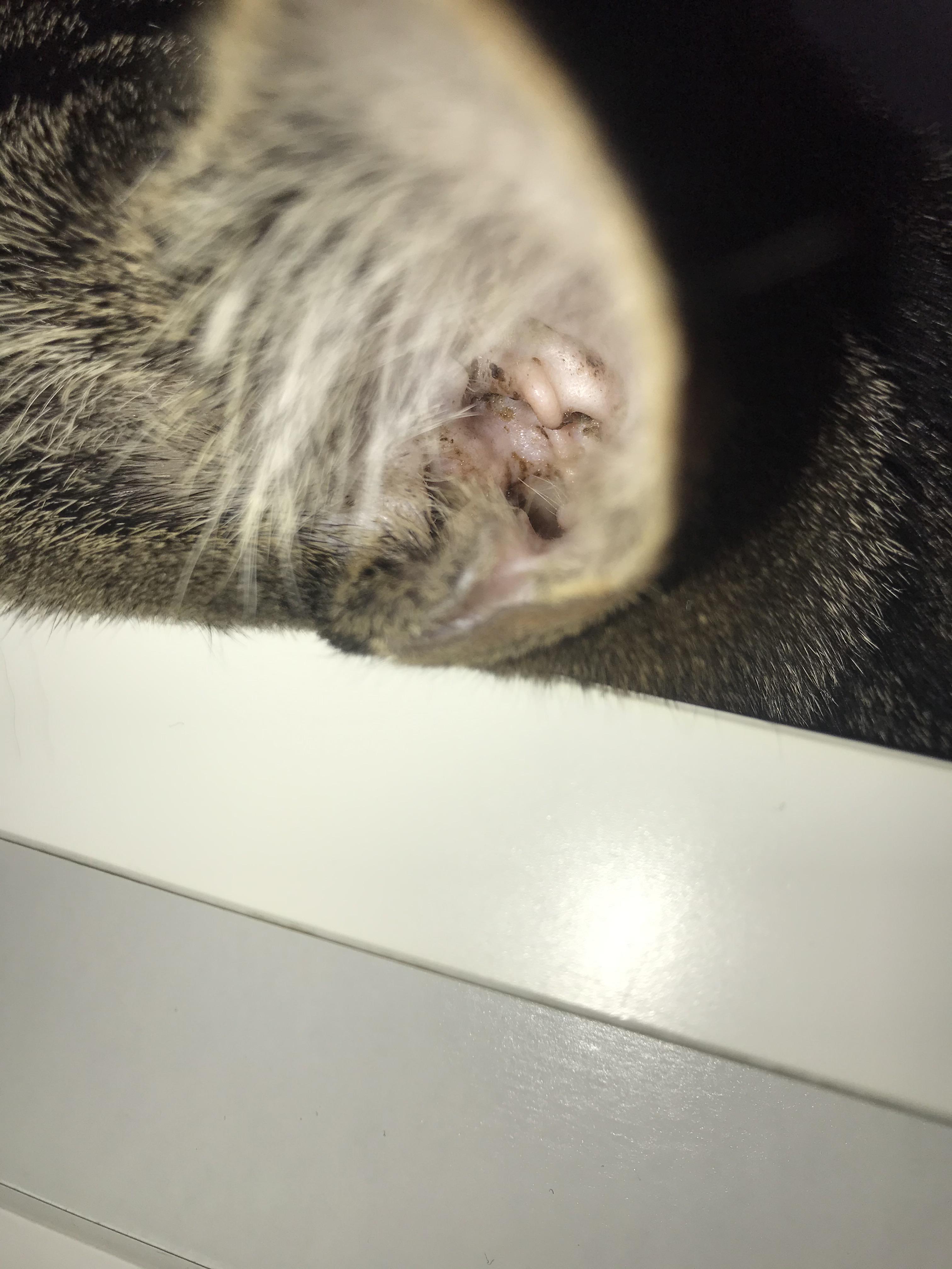 Cat has excessive ear wax in one ear, vet says it is not ear mites