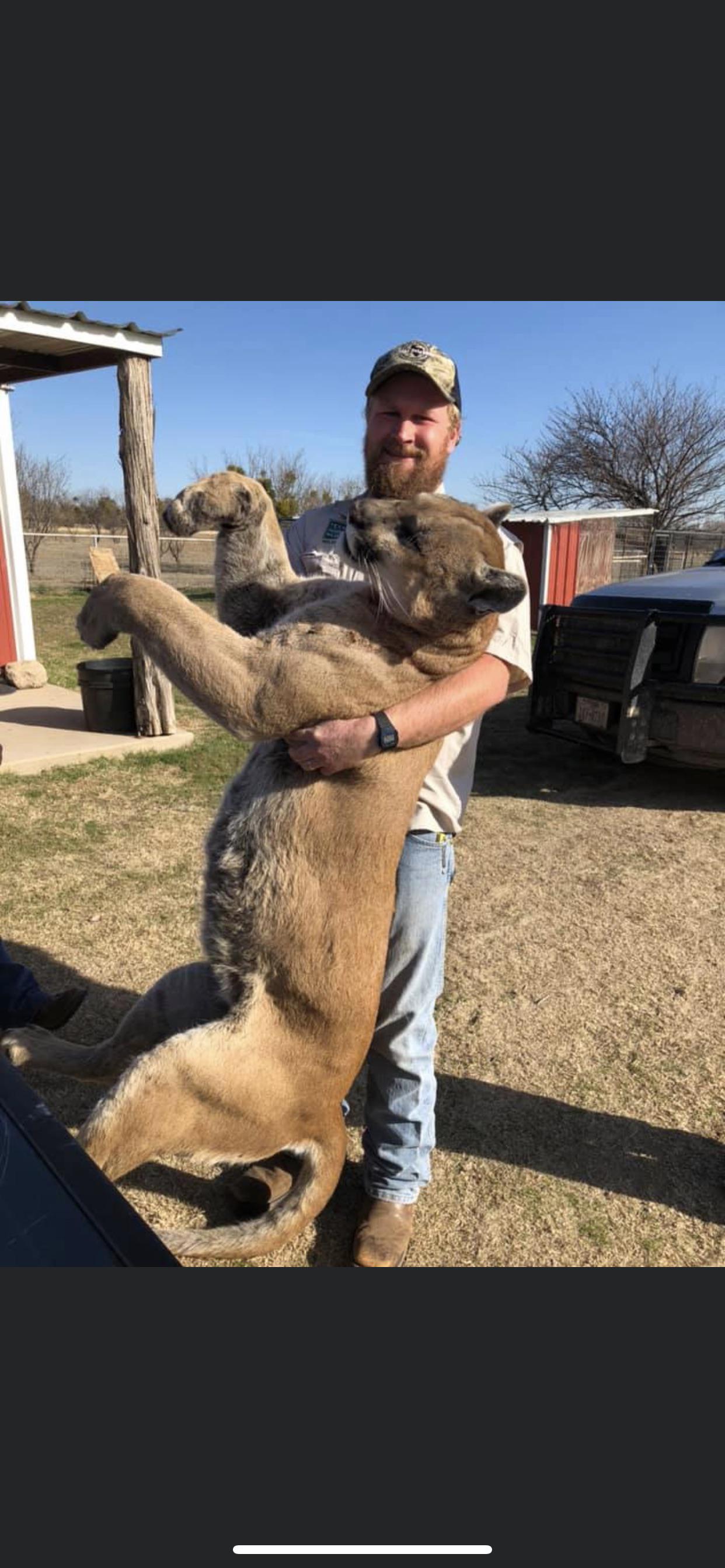 Big cat just south of Abilene TX (not mine, just saw on FB) r