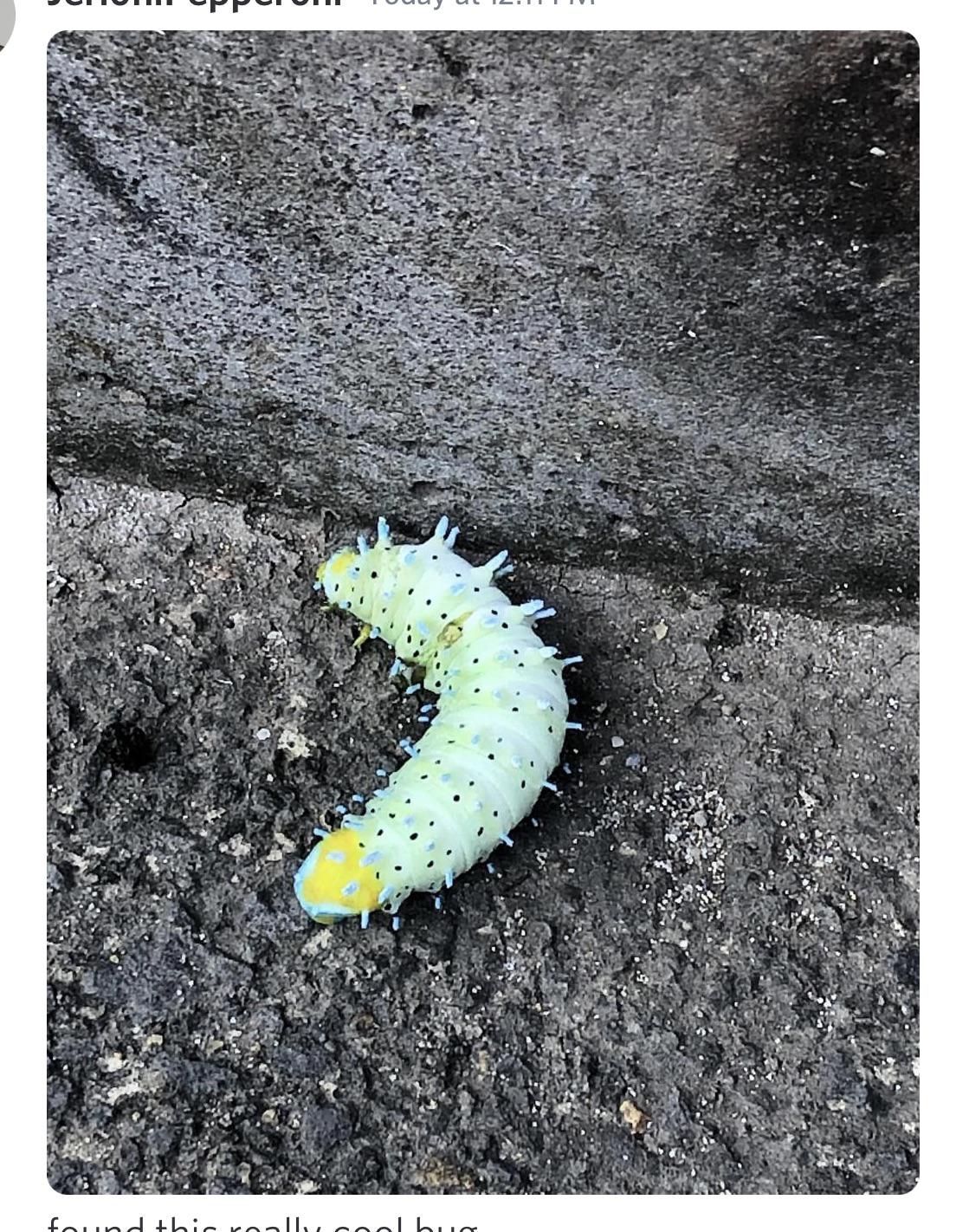 My friend found this, is it a caterpillar? (Jeju, South Korea) r