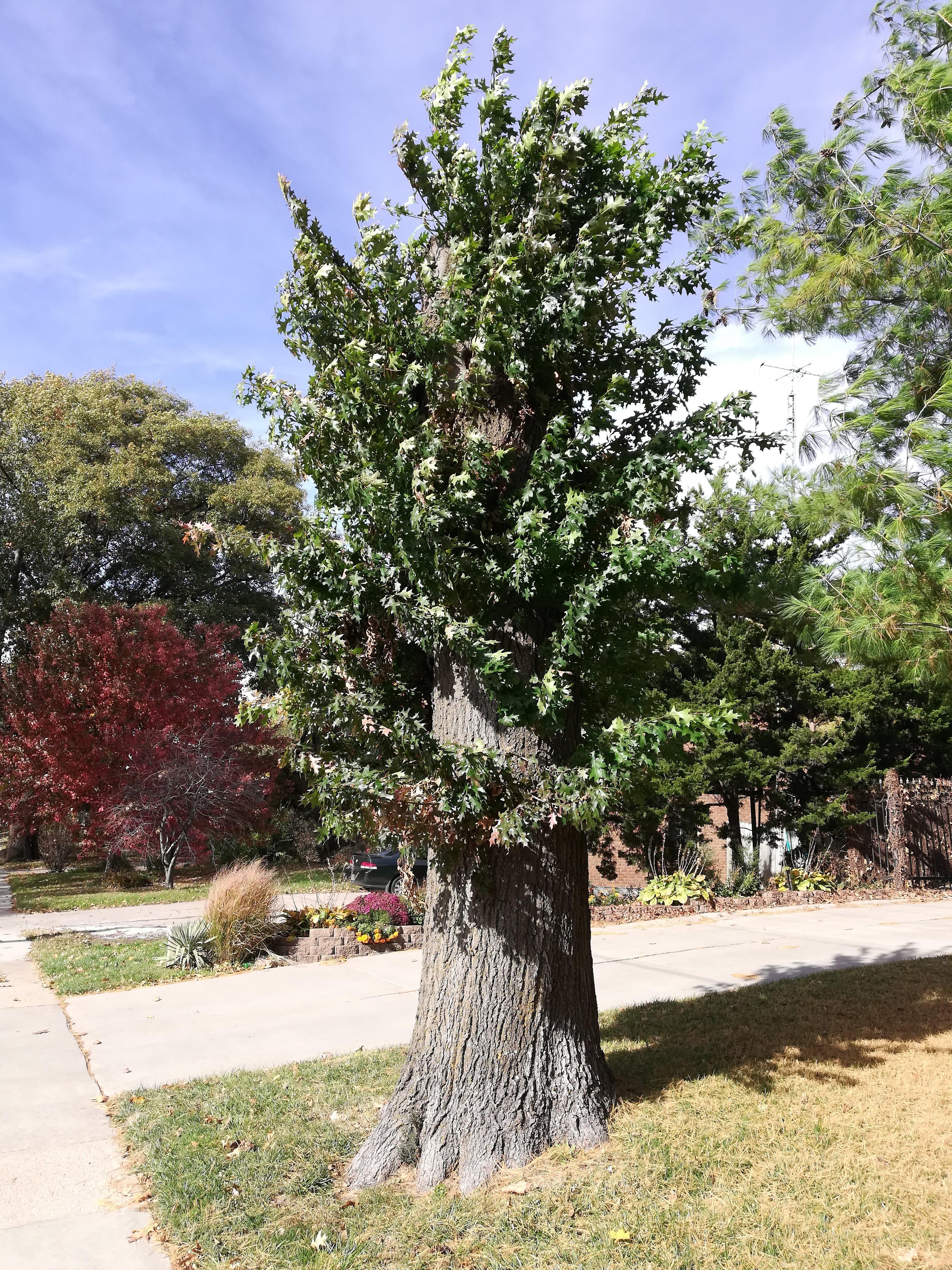 This "stumpy" tree looks like the trunk is disproportionately large for