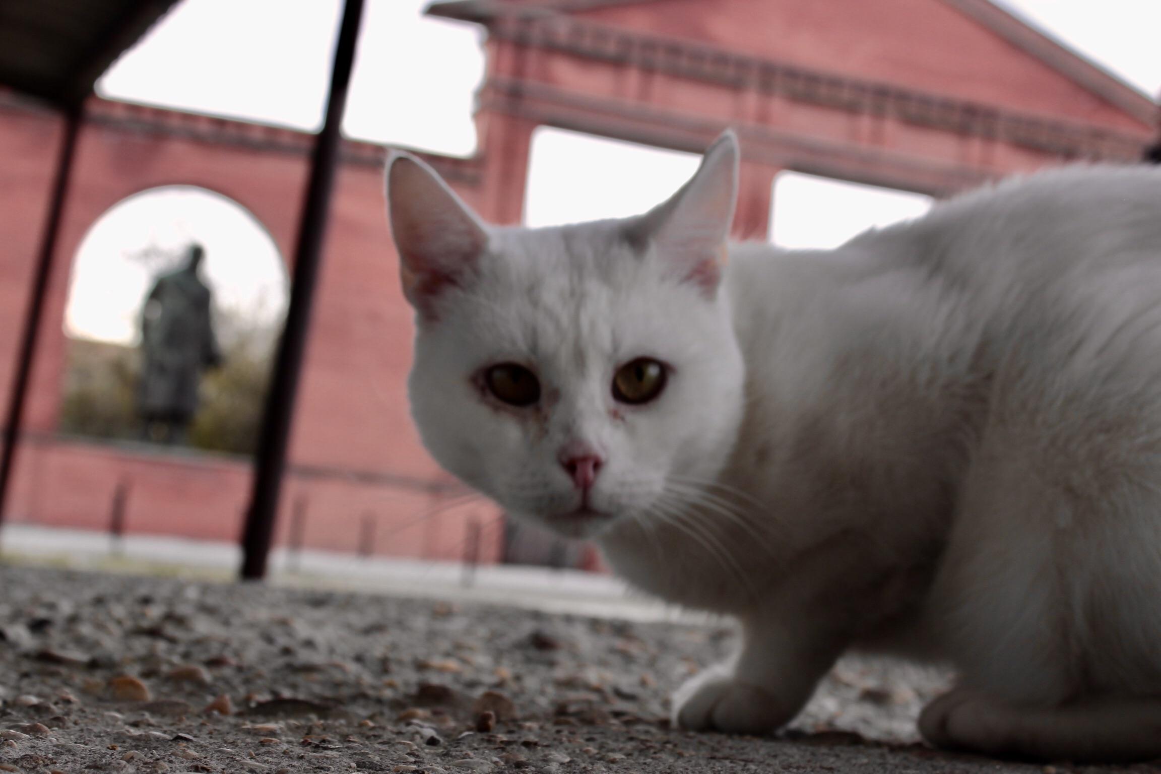 Stray cat in Berlin r/pics